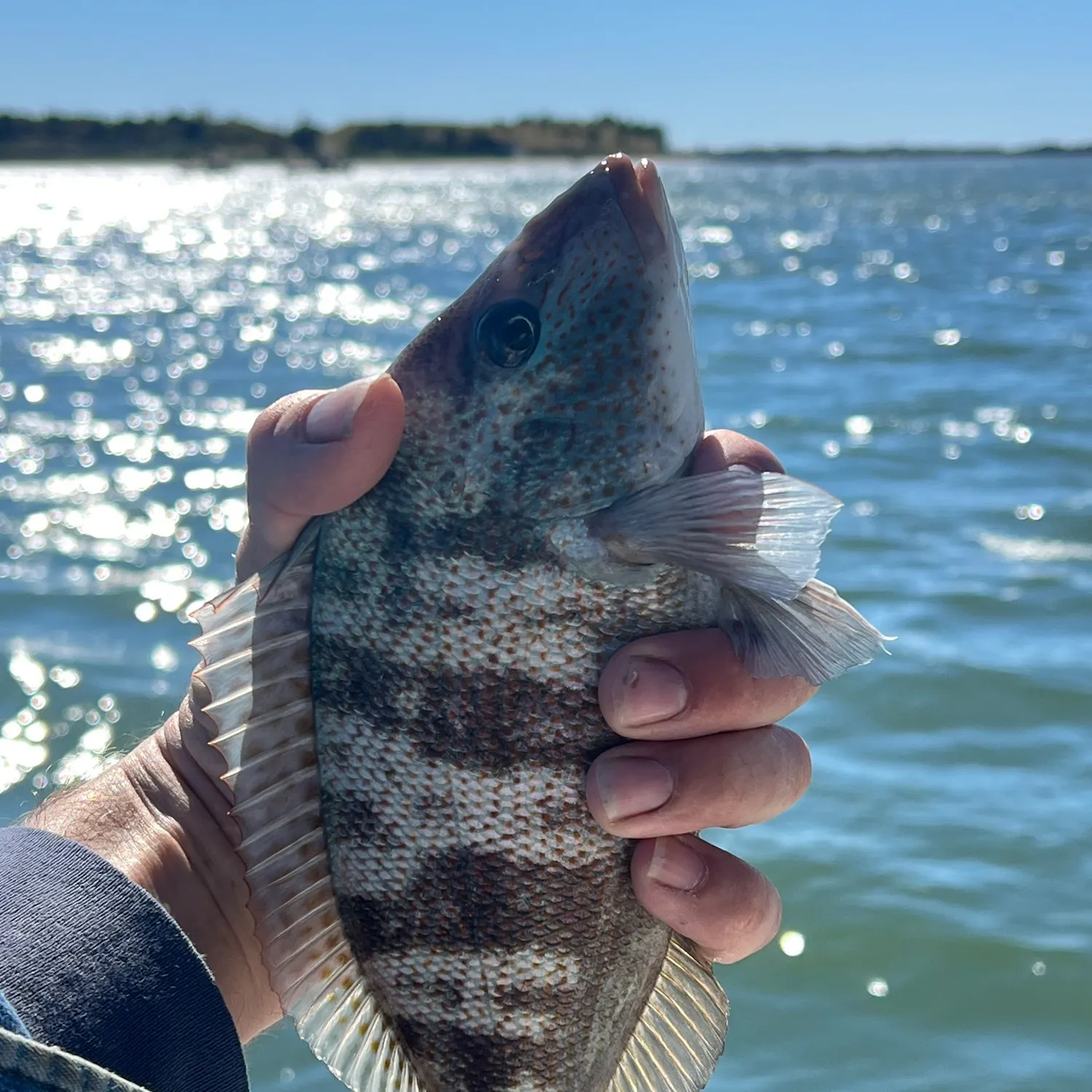 The most recent Sheepshead porgy catches on Fishbrain