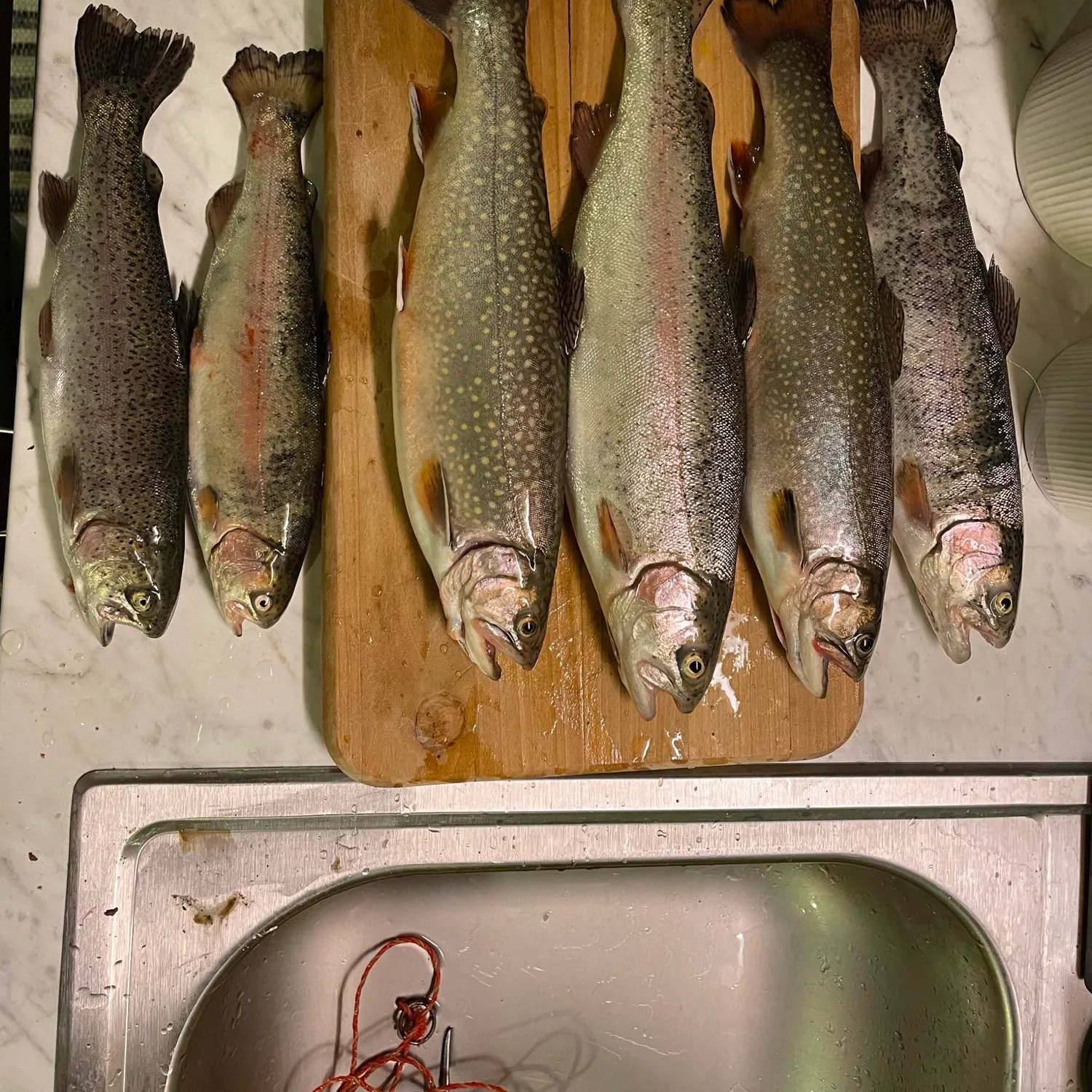 recently logged catches