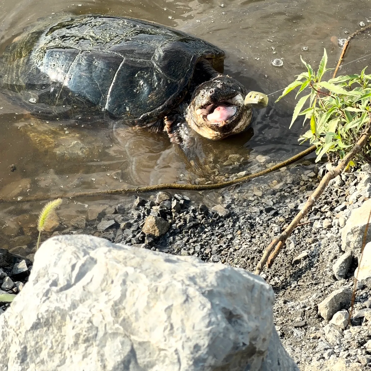 The most recent Common snapping turtle catches on Fishbrain