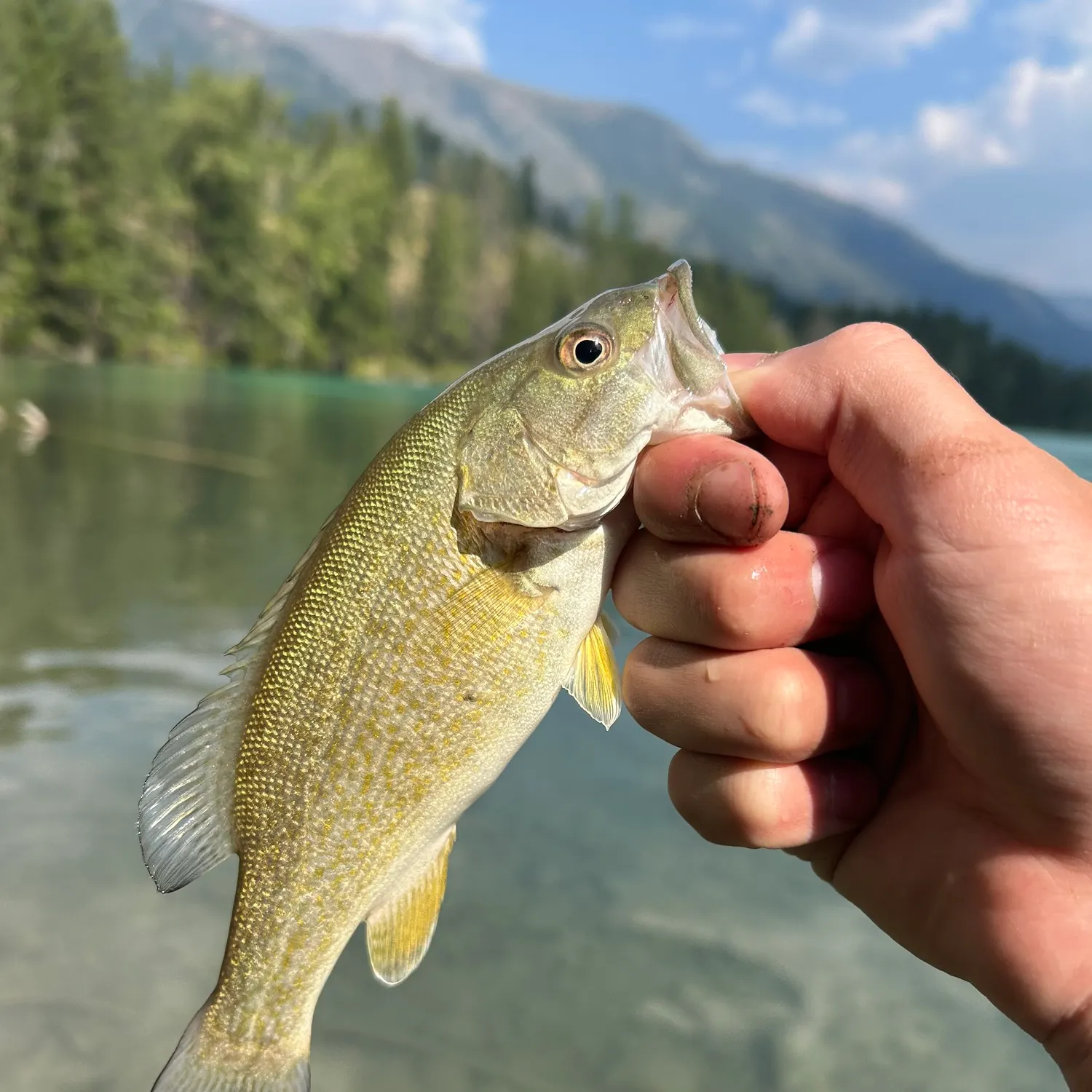 Smallmouth bass caught on Fishbrain