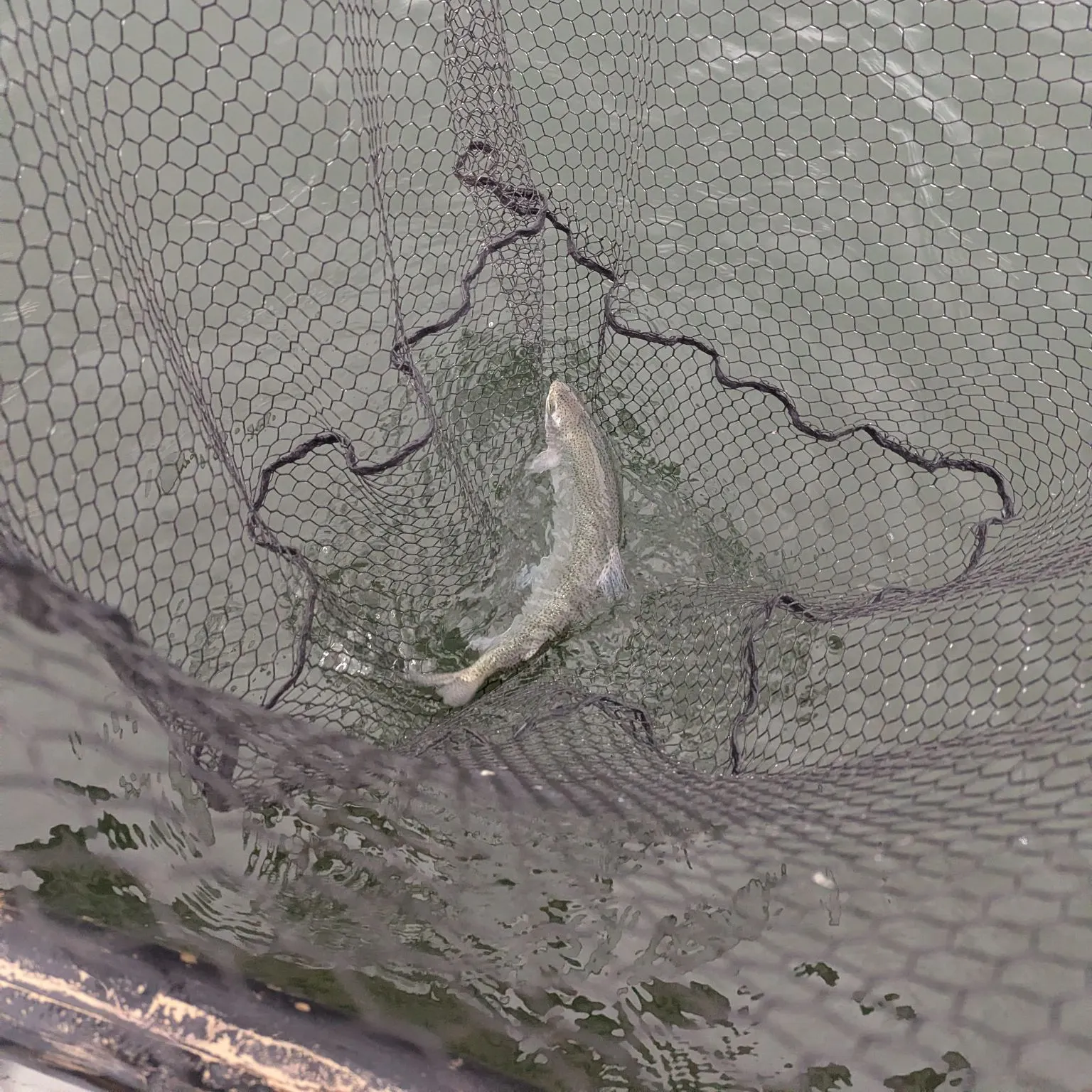 The most recent Rainbow trout catches on Fishbrain