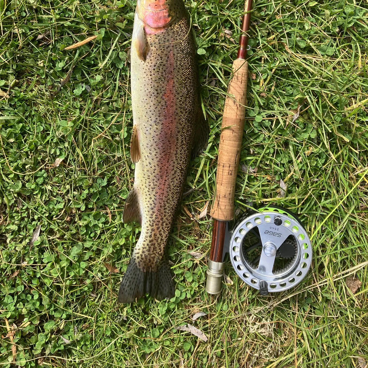 Rainbow trout caught on Fishbrain