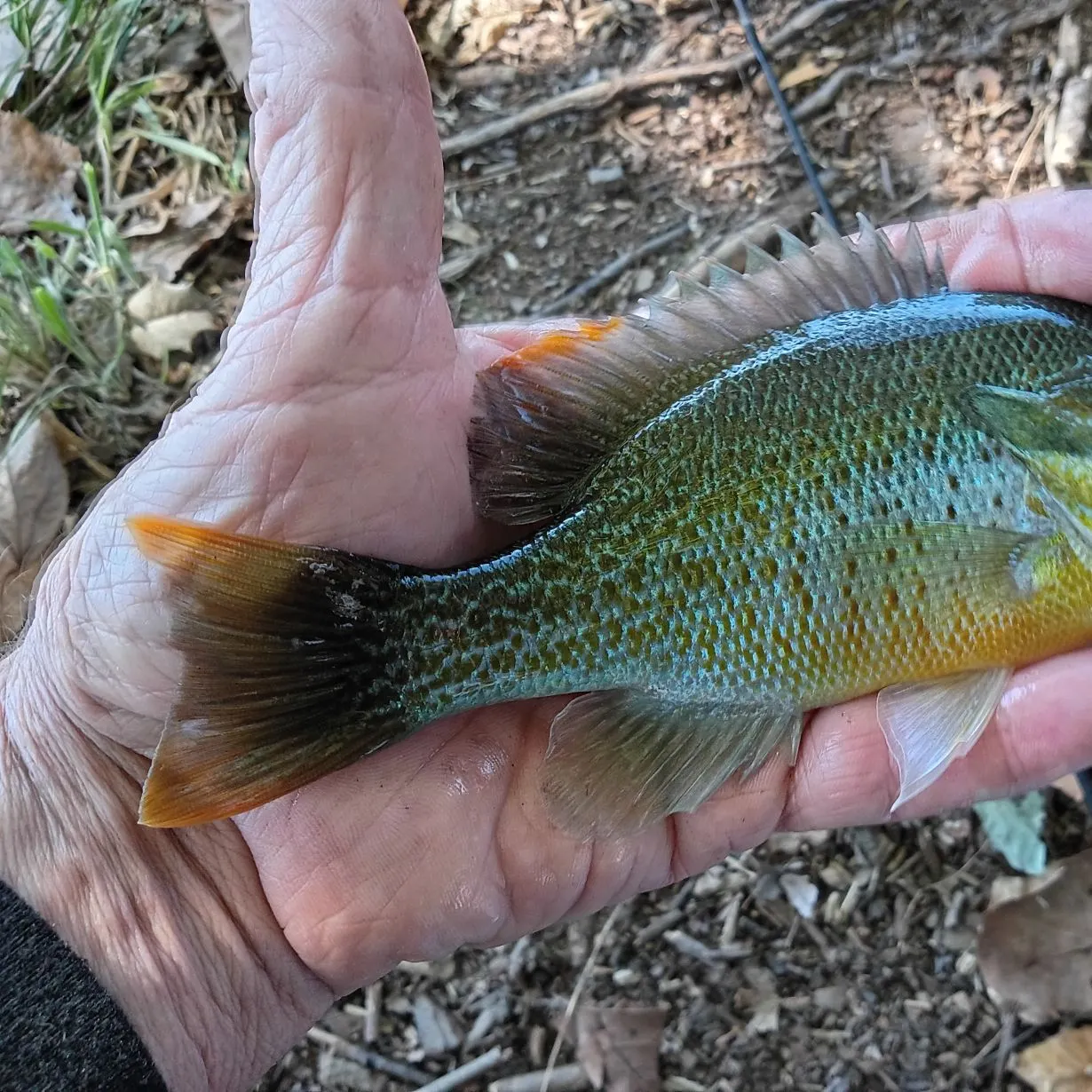 Redbreast sunfish caught on Fishbrain