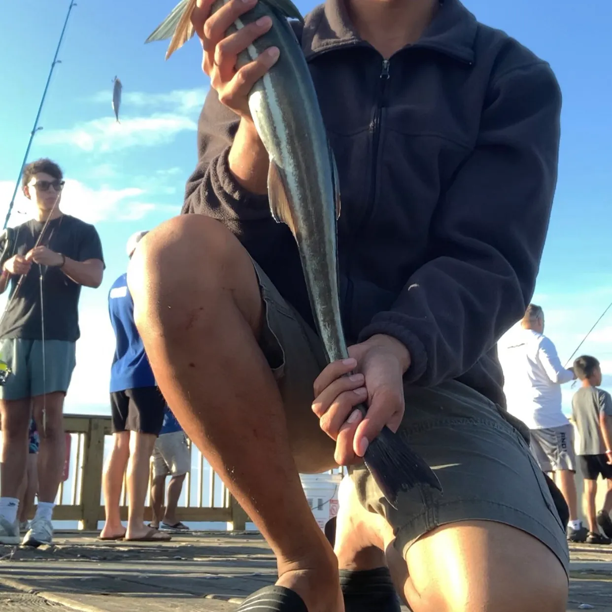 Cobia caught on Fishbrain
