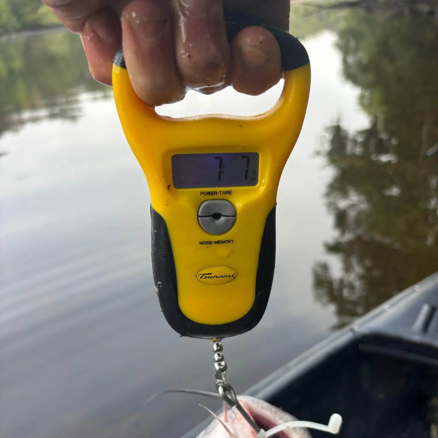 Fish caught on Fishbrain