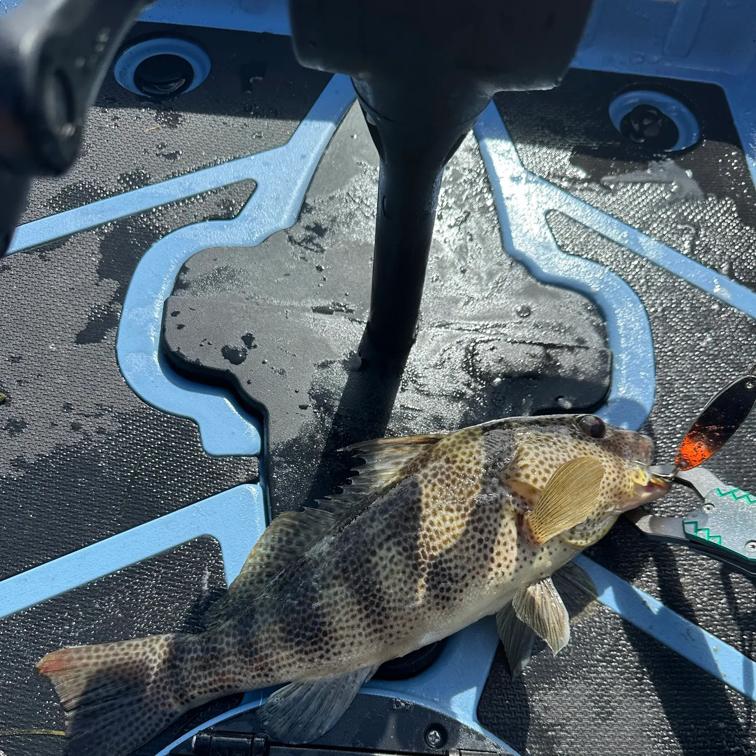 Spotted sand bass caught on Fishbrain