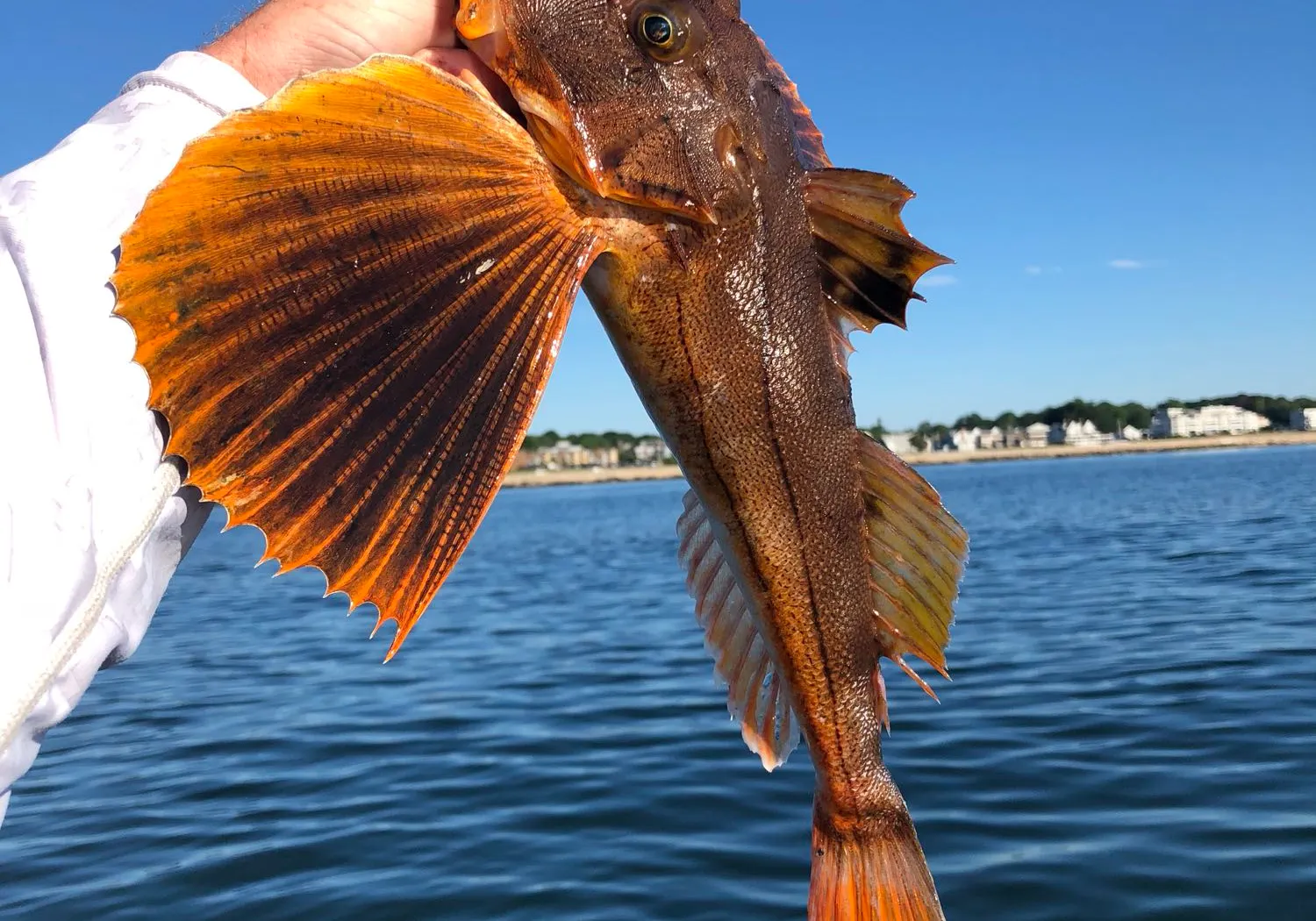 Tub gurnard