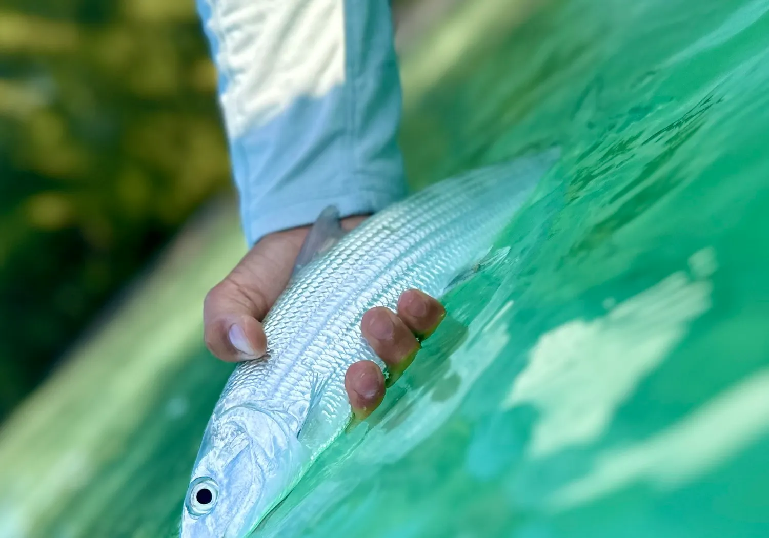 West Atlantic bonefish