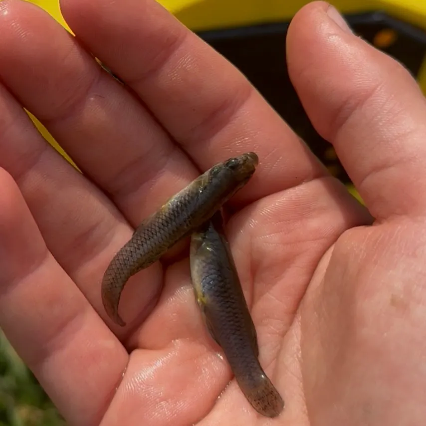 The most recent Western mosquitofish catches on Fishbrain