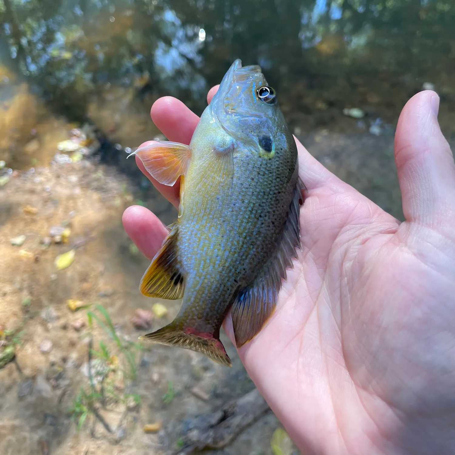 Green sunfish caught on Fishbrain