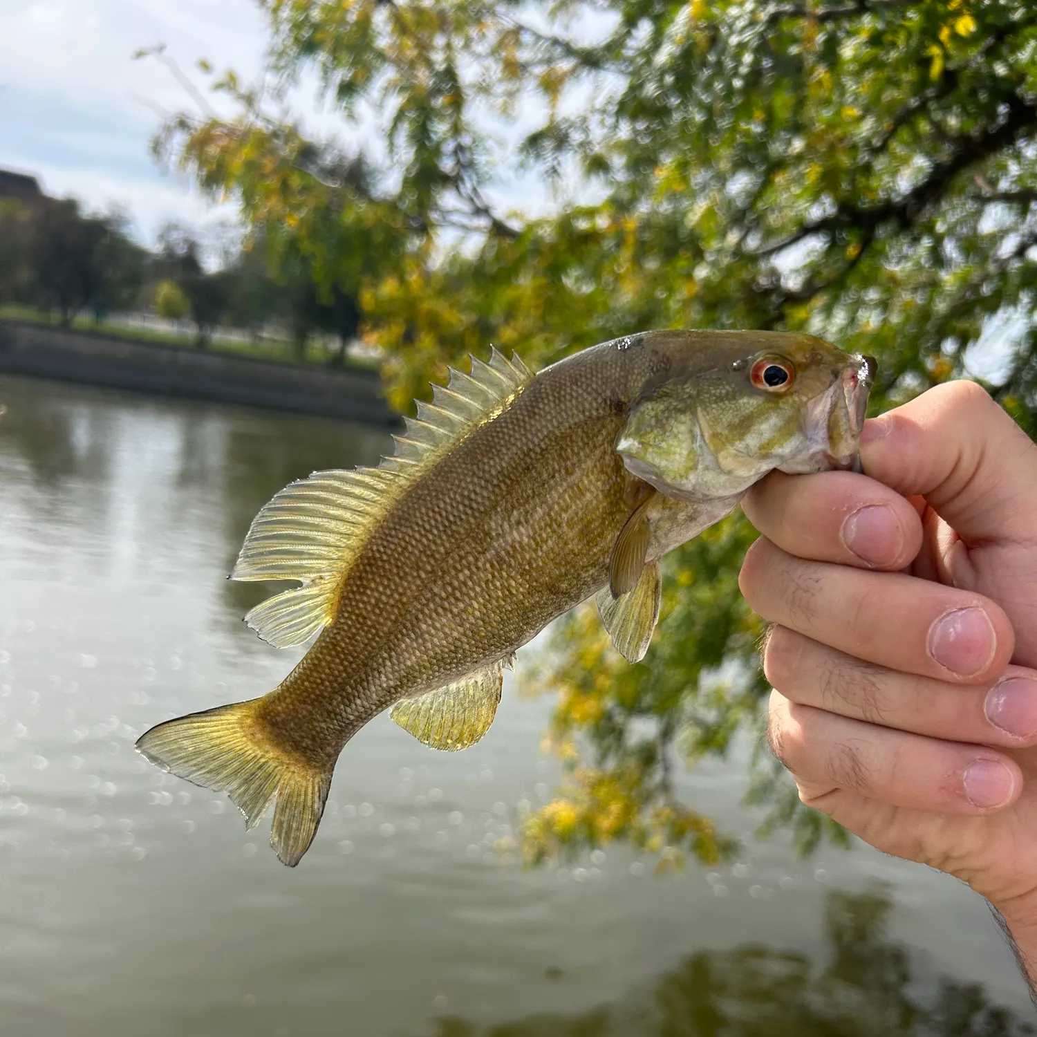 Smallmouth bass caught on Fishbrain
