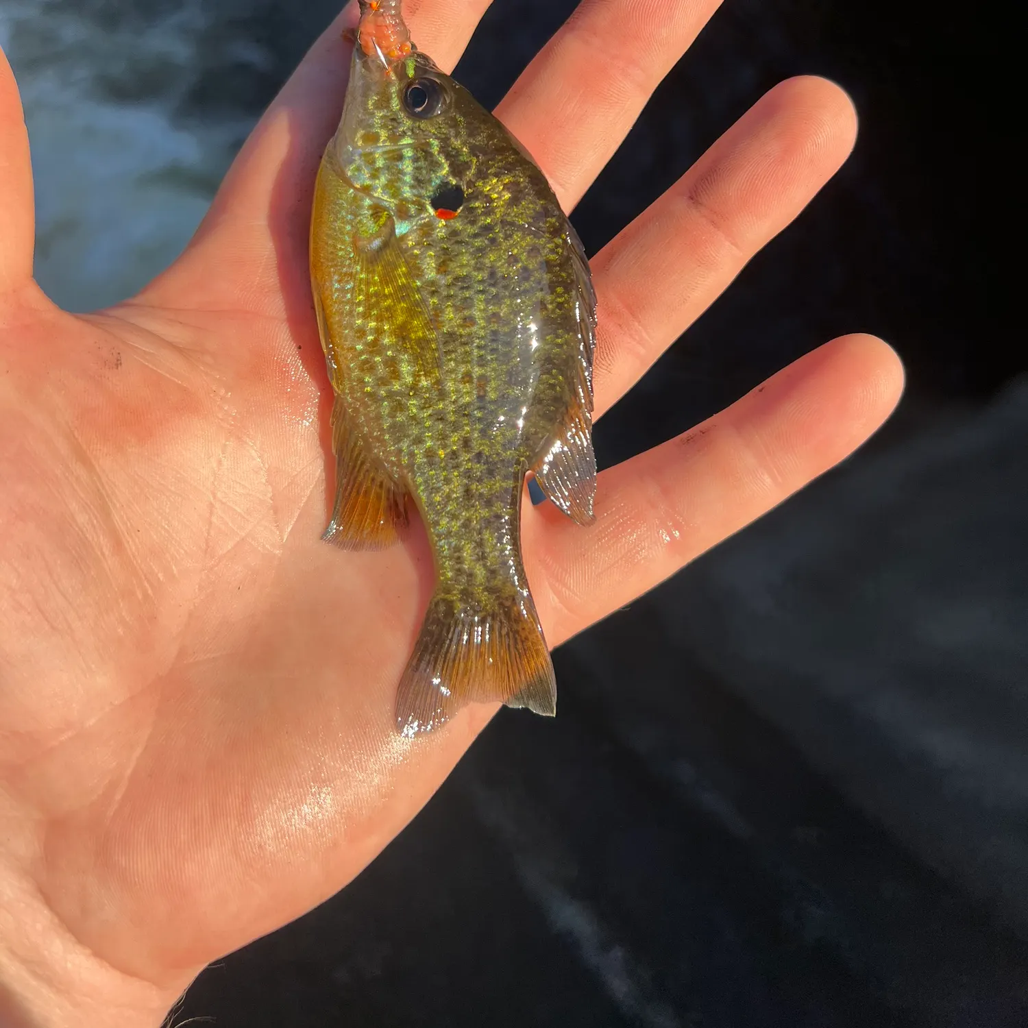 Pumpkinseed caught on Fishbrain