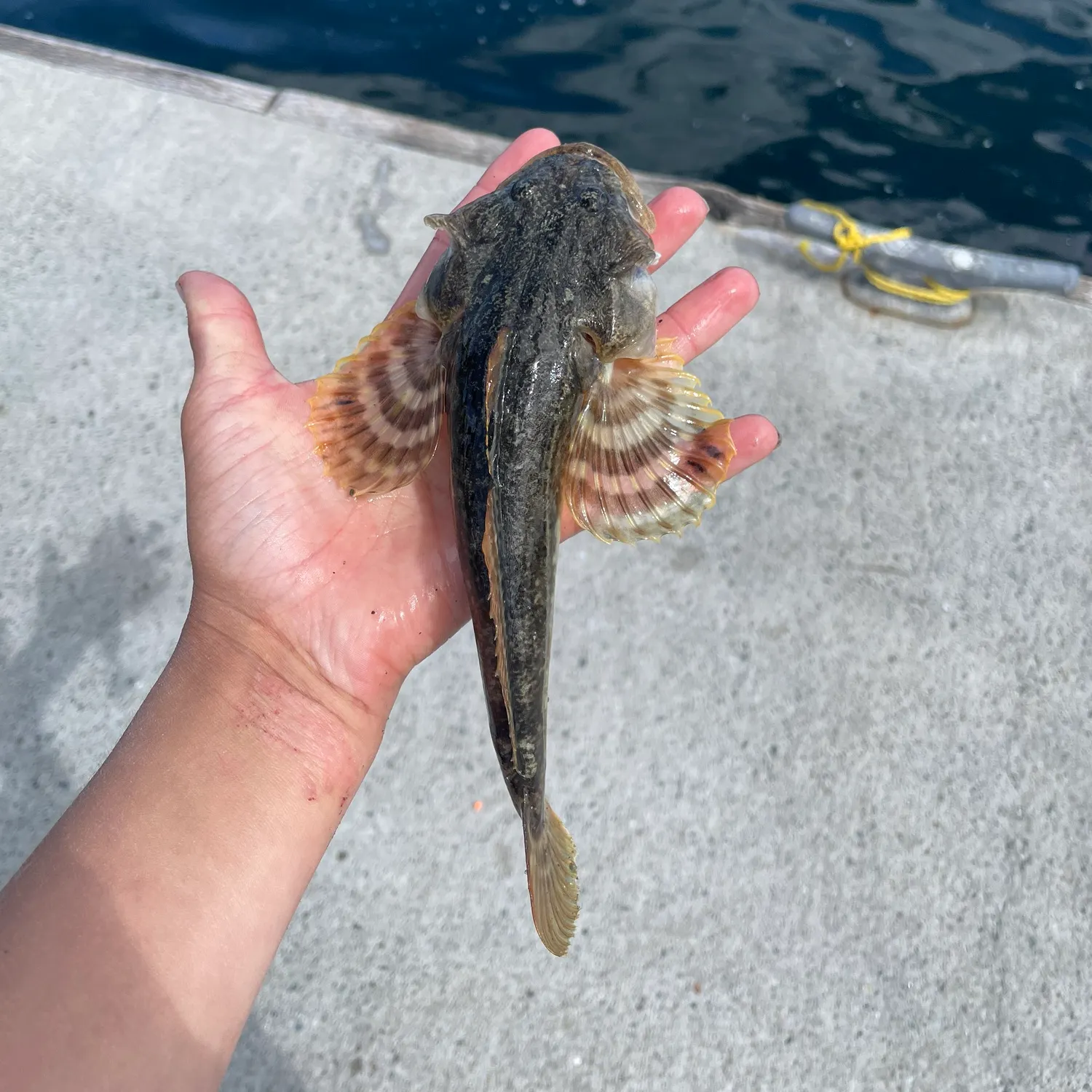 The most recent Pacific staghorn sculpin catches on Fishbrain