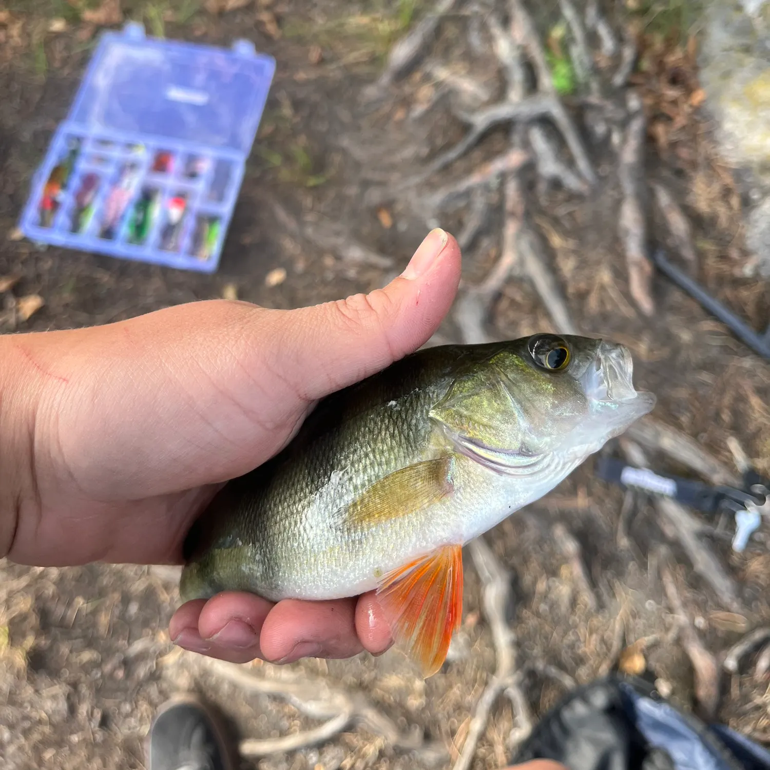 European perch caught on Fishbrain