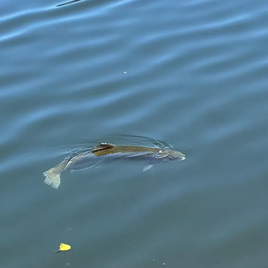 The most recent Atlantic bluefin tuna catches on Fishbrain