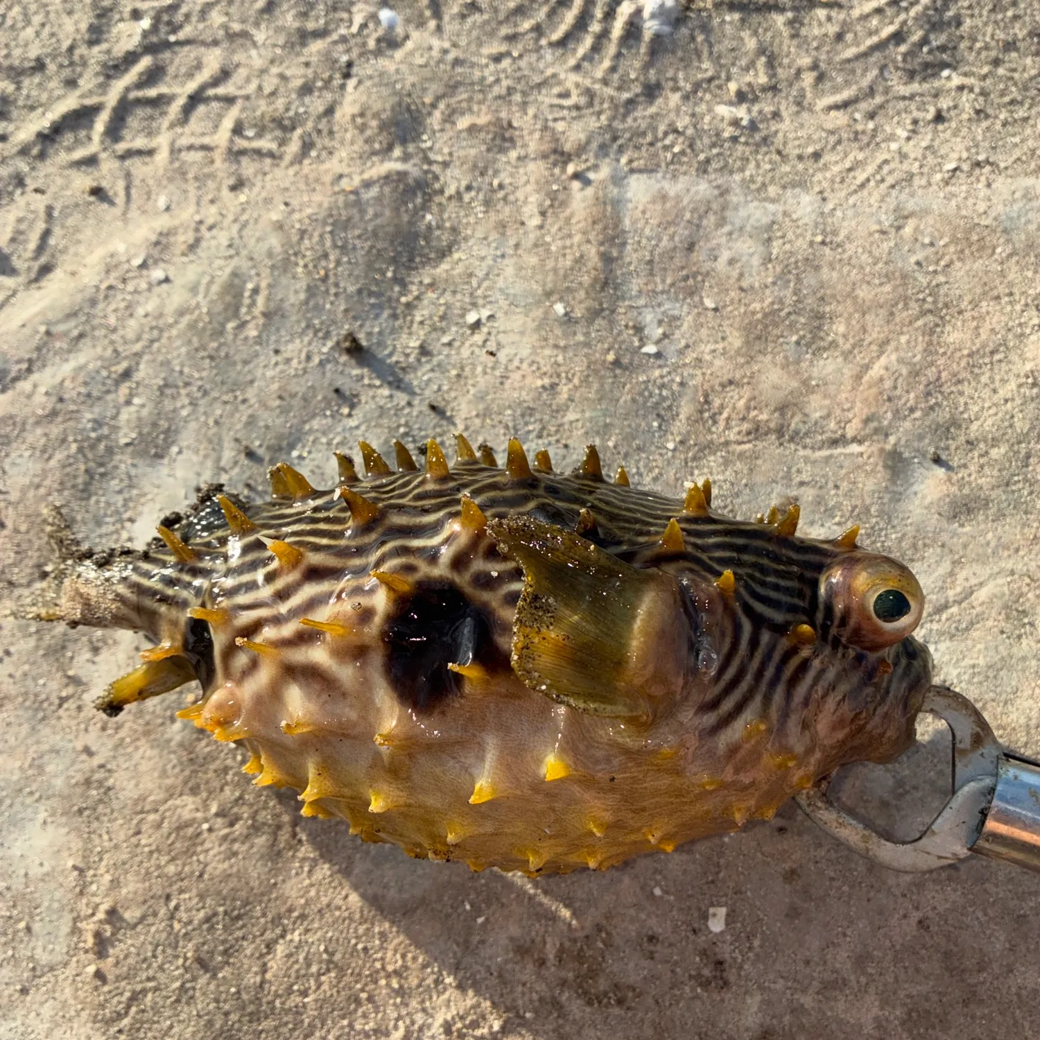 The most recent Striped burrfish catches on Fishbrain