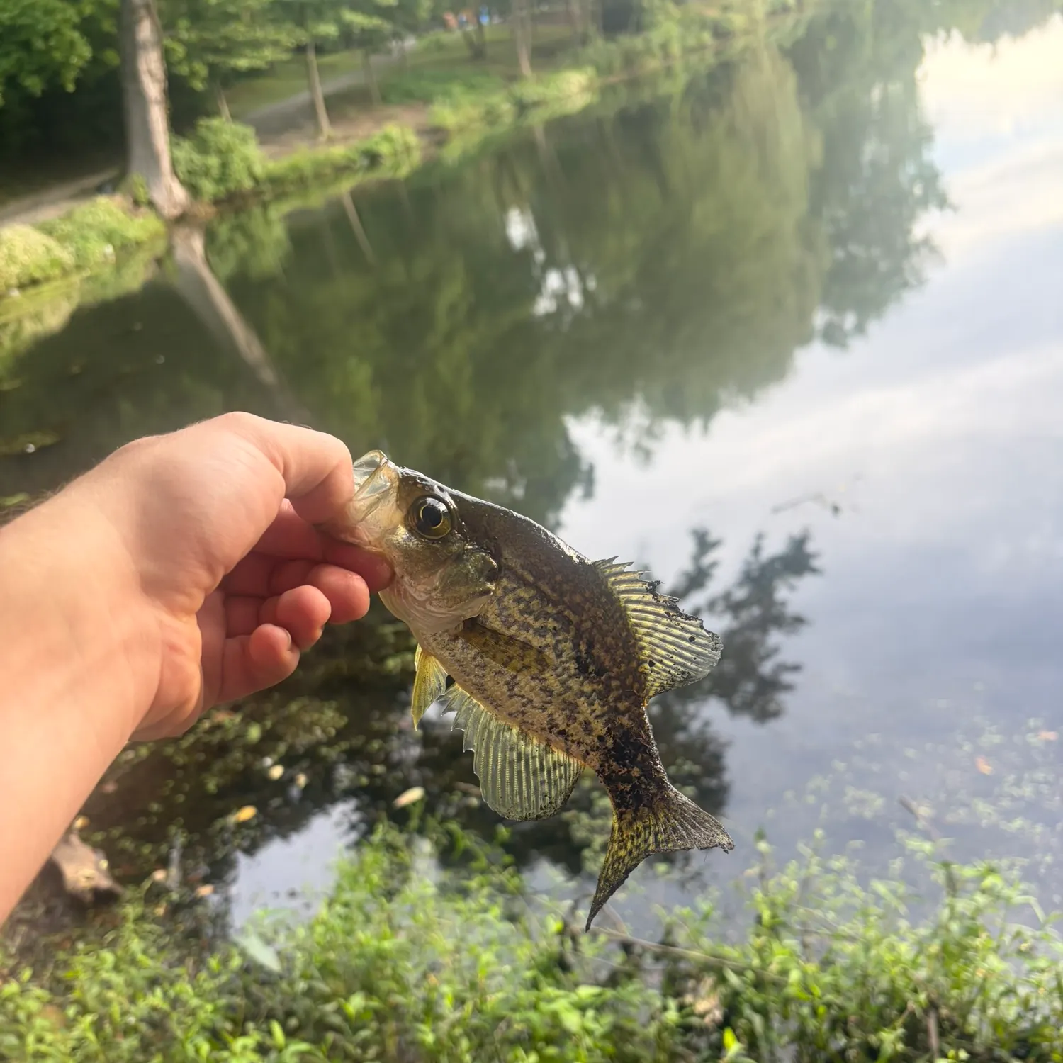 Black crappie caught on Fishbrain
