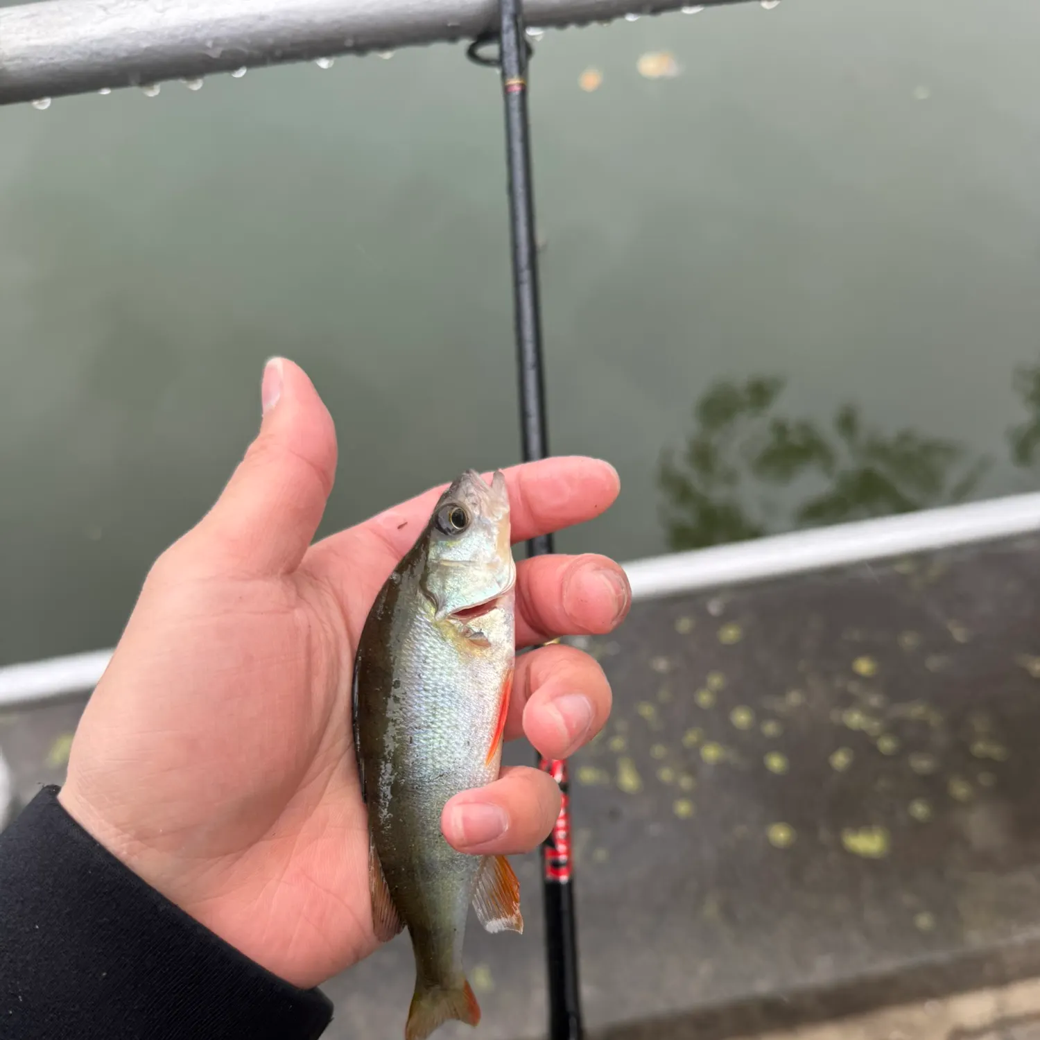 European perch caught on Fishbrain