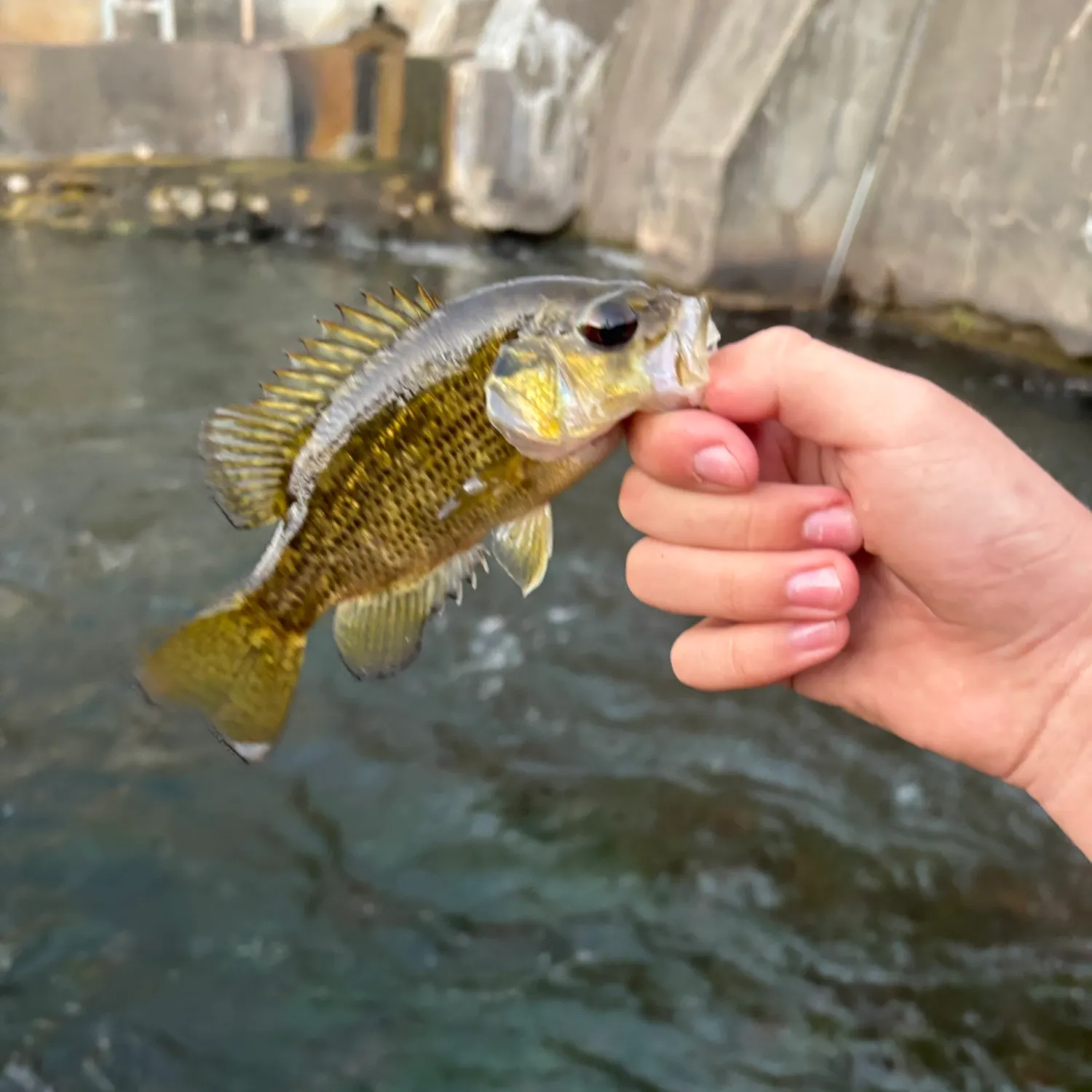 Rock bass caught on Fishbrain