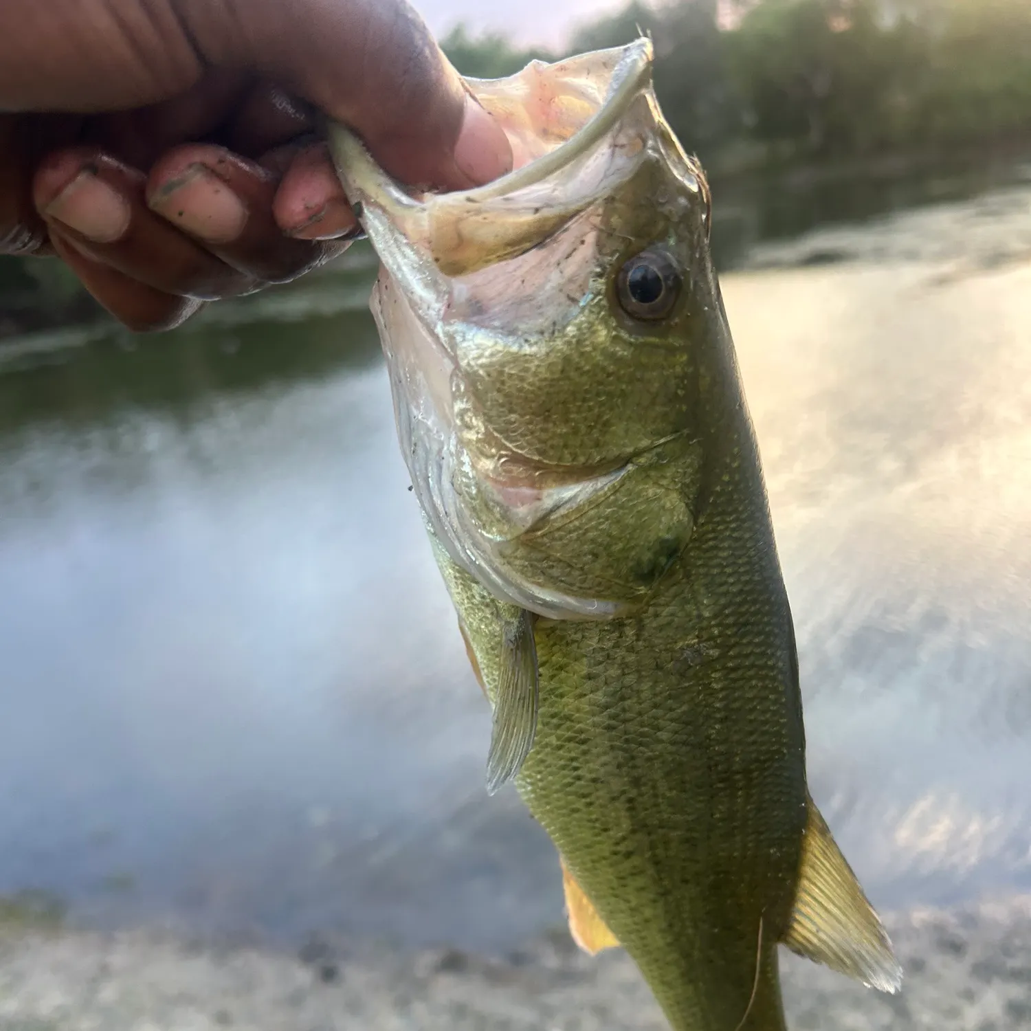 Largemouth bass caught on Fishbrain