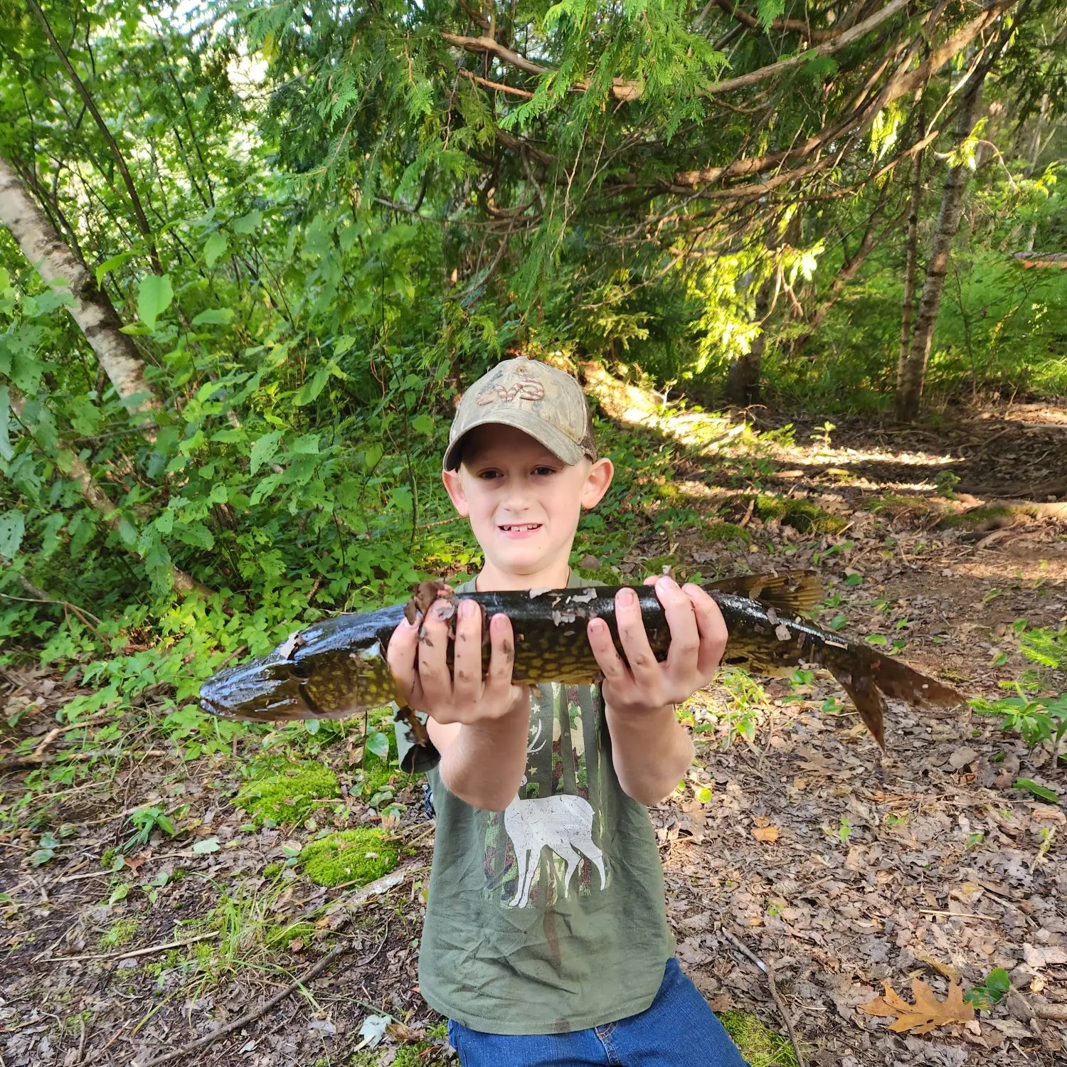 Chain pickerel caught on Fishbrain