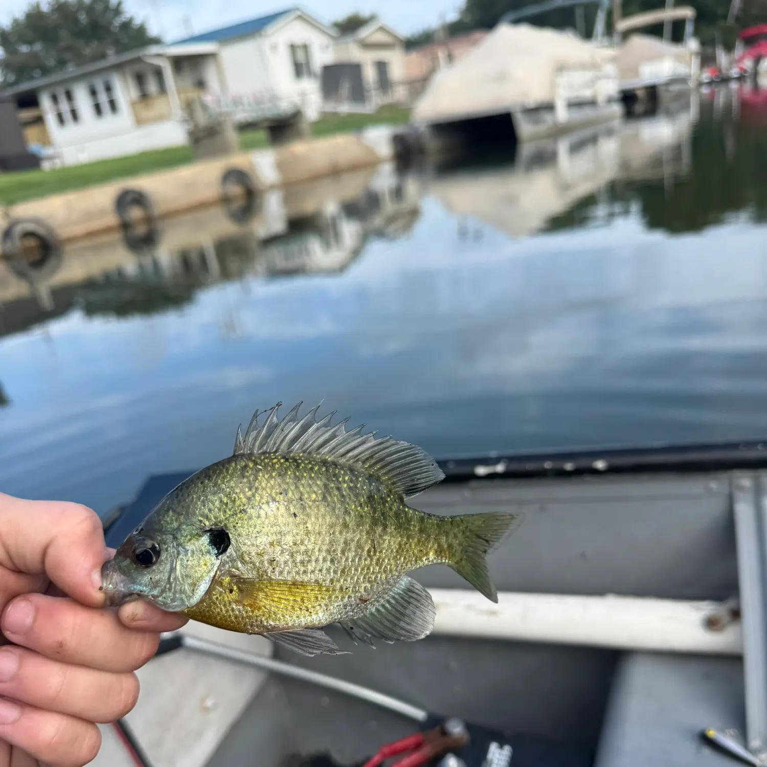 Bluegill caught on Fishbrain