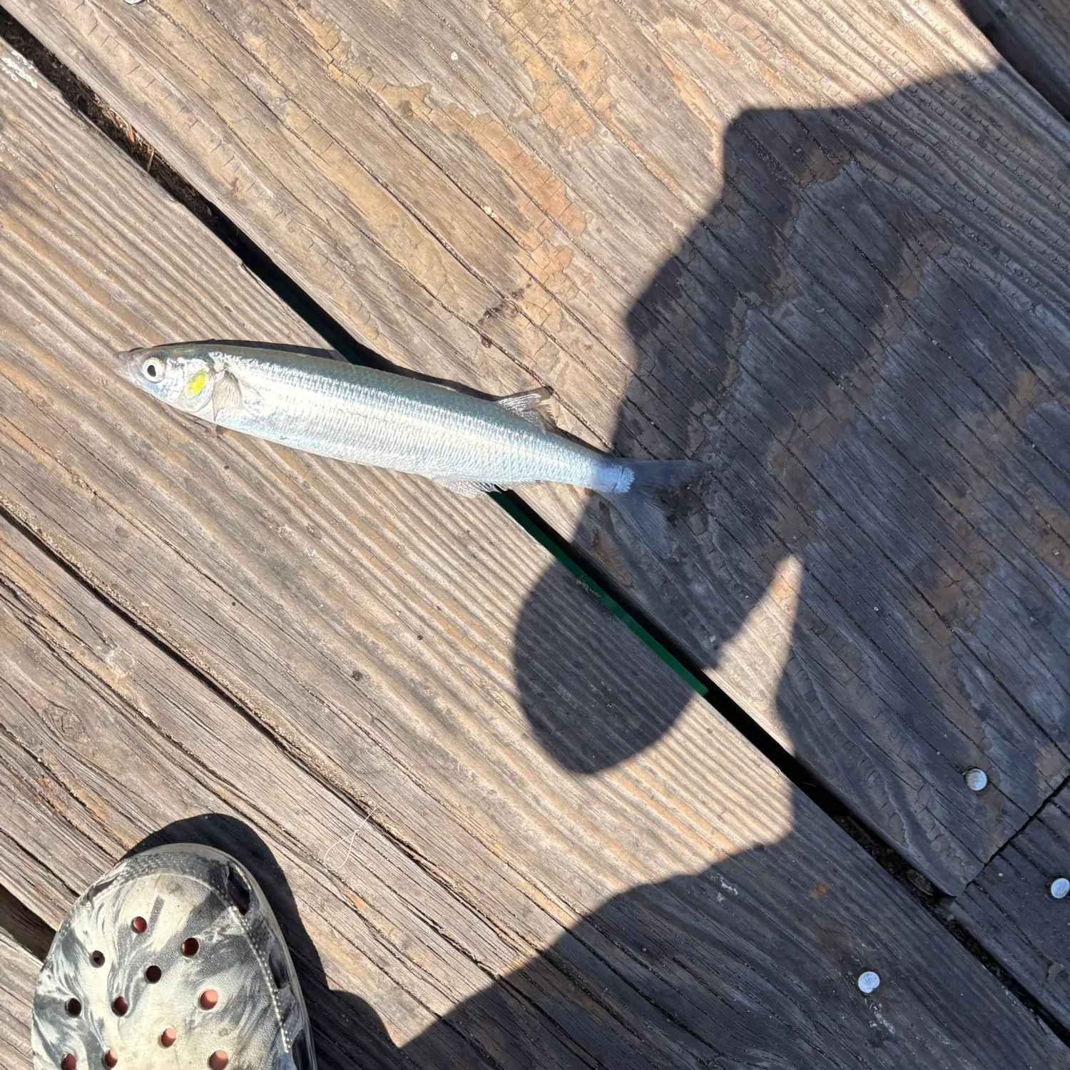 The most recent Surf smelt catches on Fishbrain