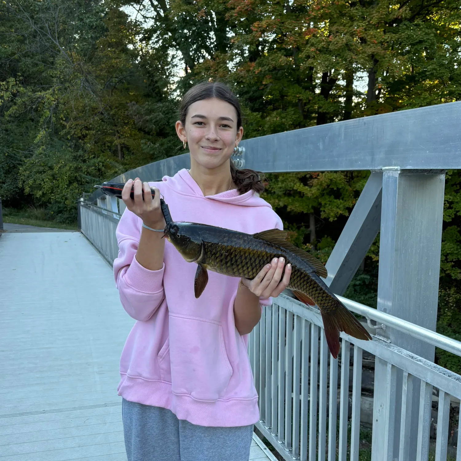Common carp caught on Fishbrain