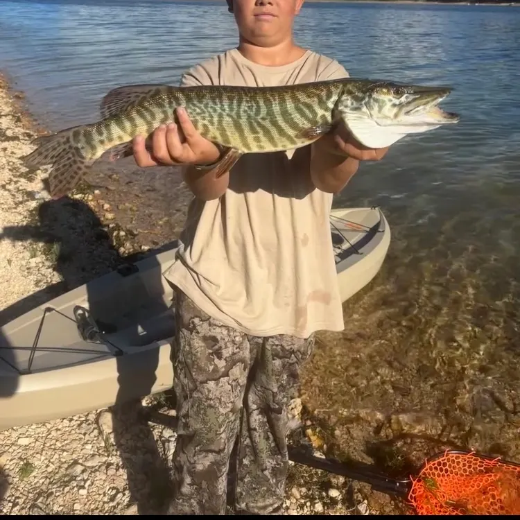 Tiger muskie caught on Fishbrain