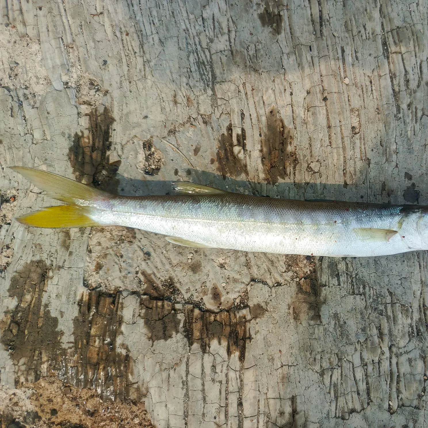 The most recent Yellowtail barracuda catches on Fishbrain