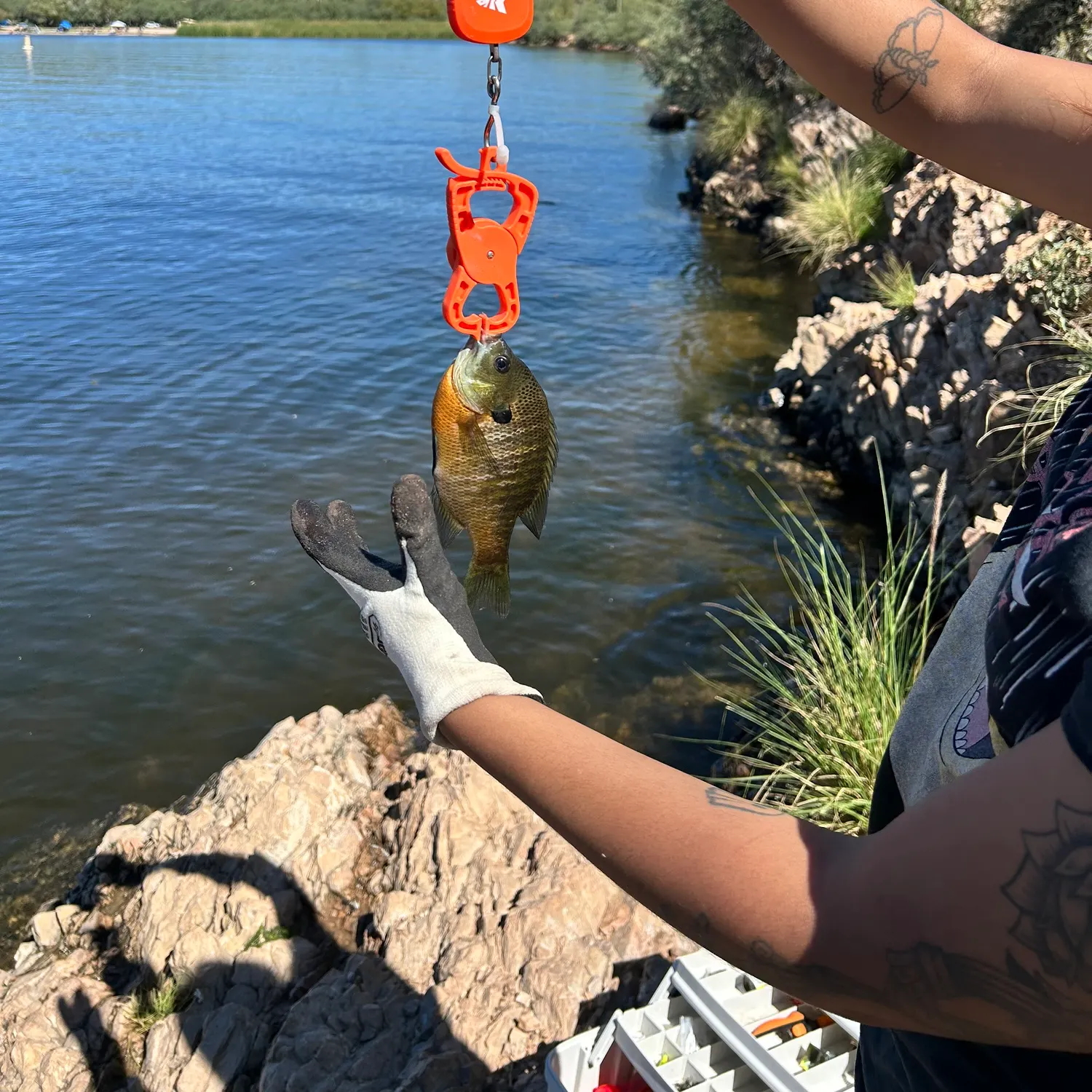 Bluegill caught on Fishbrain