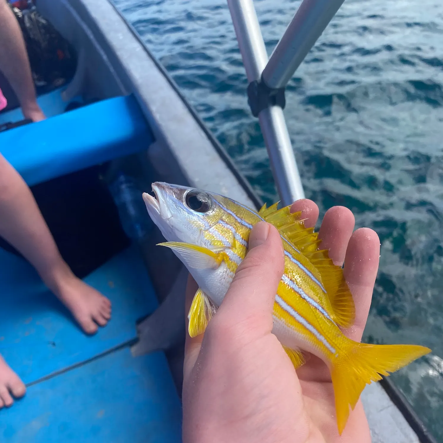 The most recent Common bluestripe snapper catches on Fishbrain