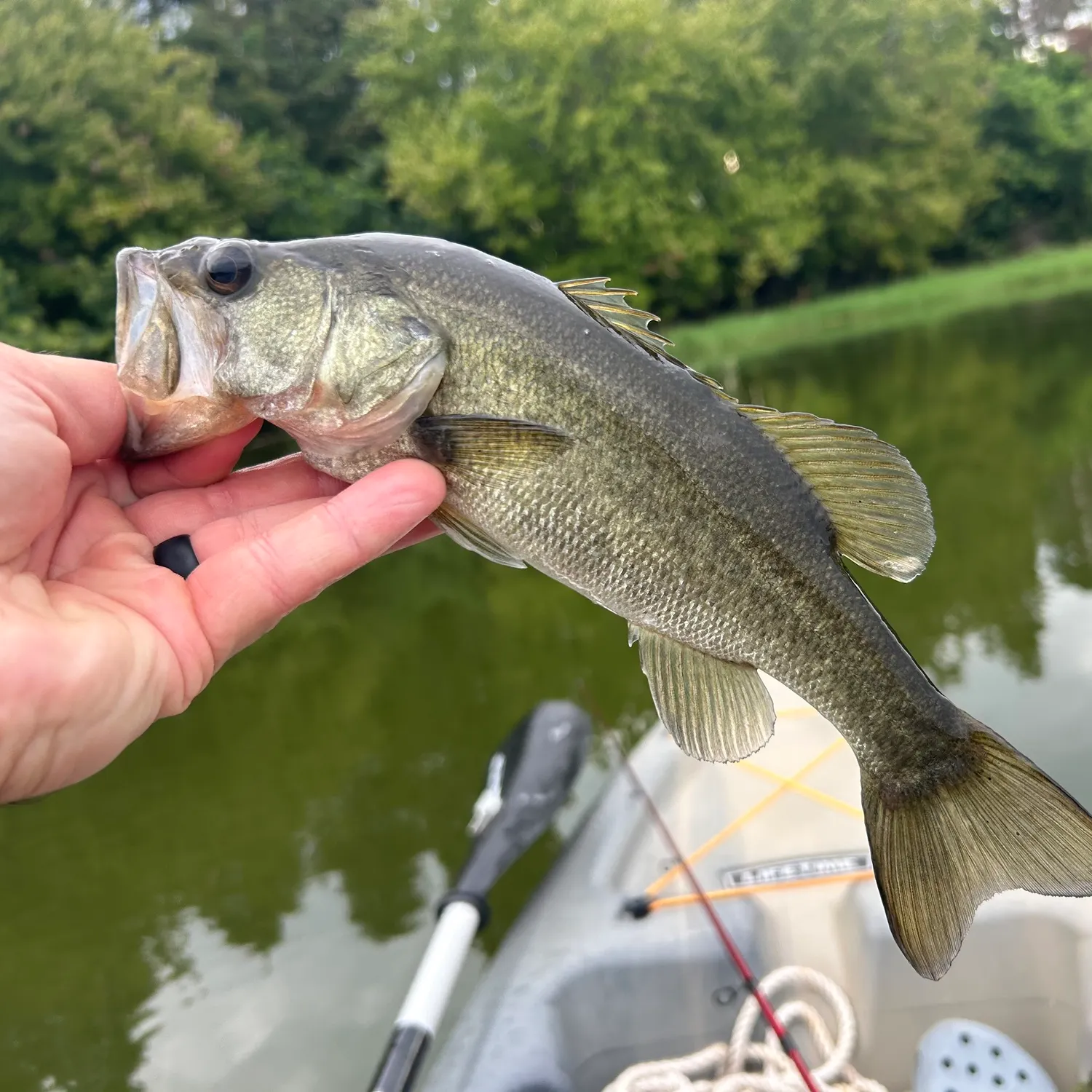 Largemouth bass caught on Fishbrain