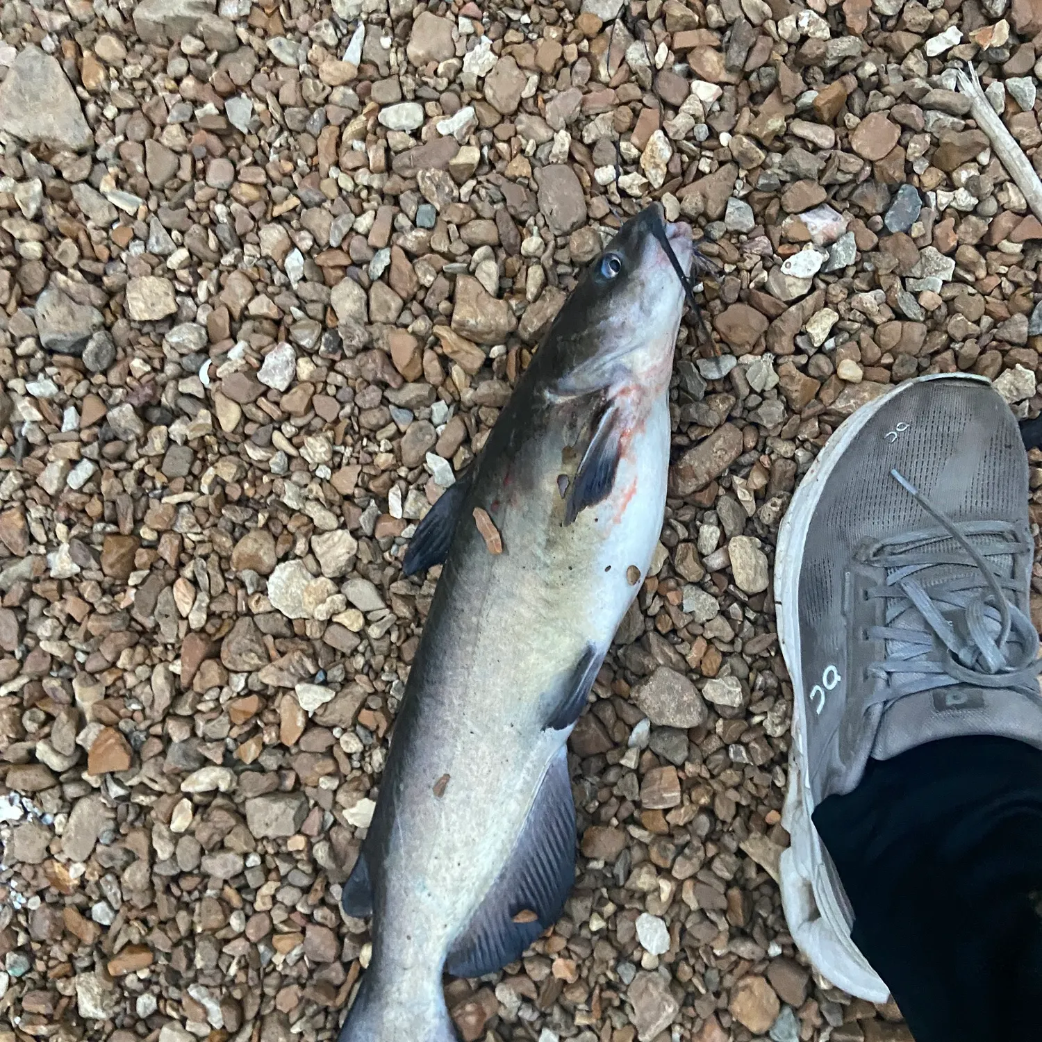Channel catfish caught on Fishbrain