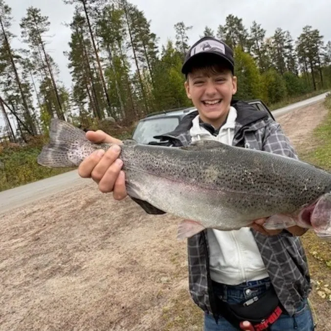 Rainbow trout caught on Fishbrain