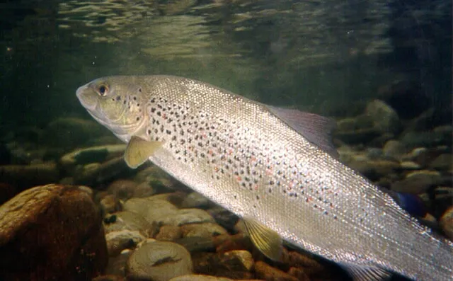 Adriatic trout