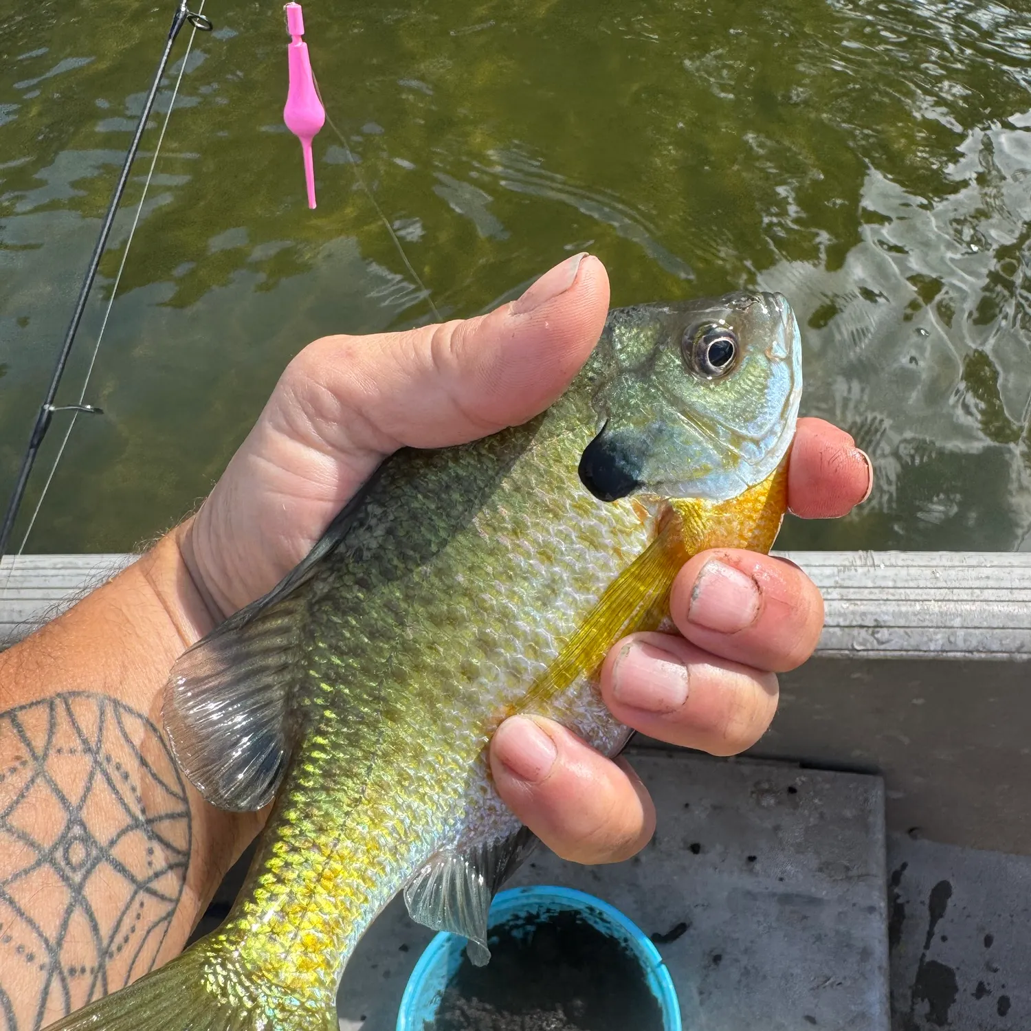 Bluegill caught on Fishbrain