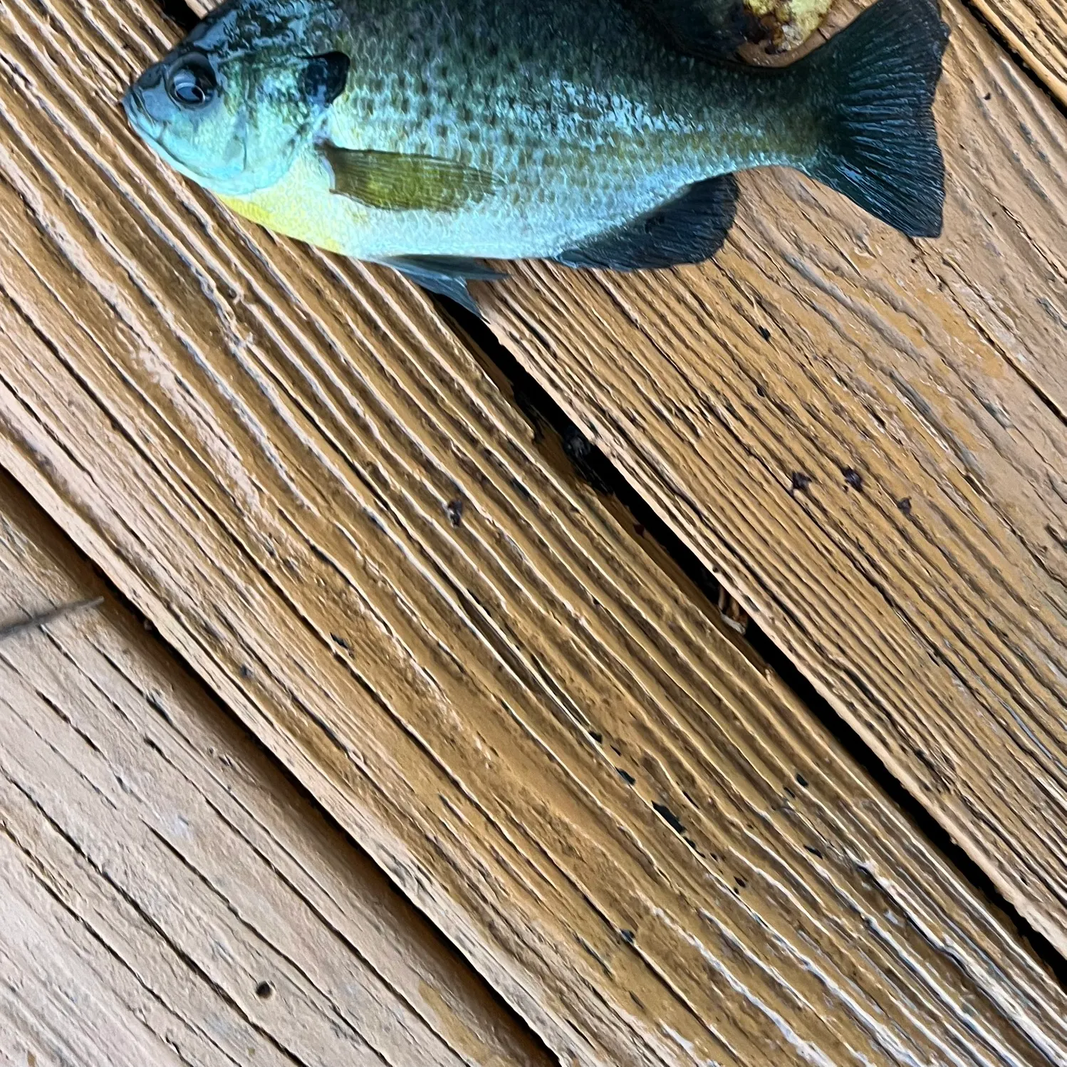The most recent Bluegill catches on Fishbrain