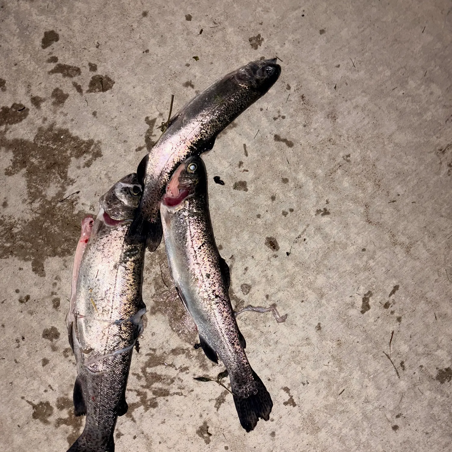 Rainbow trout caught on Fishbrain