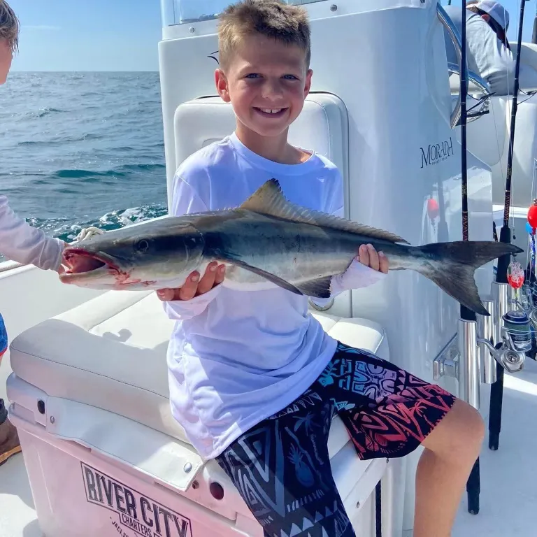 The most recent Cobia catches on Fishbrain