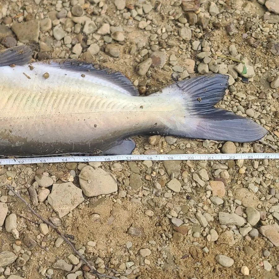 Channel catfish caught on Fishbrain