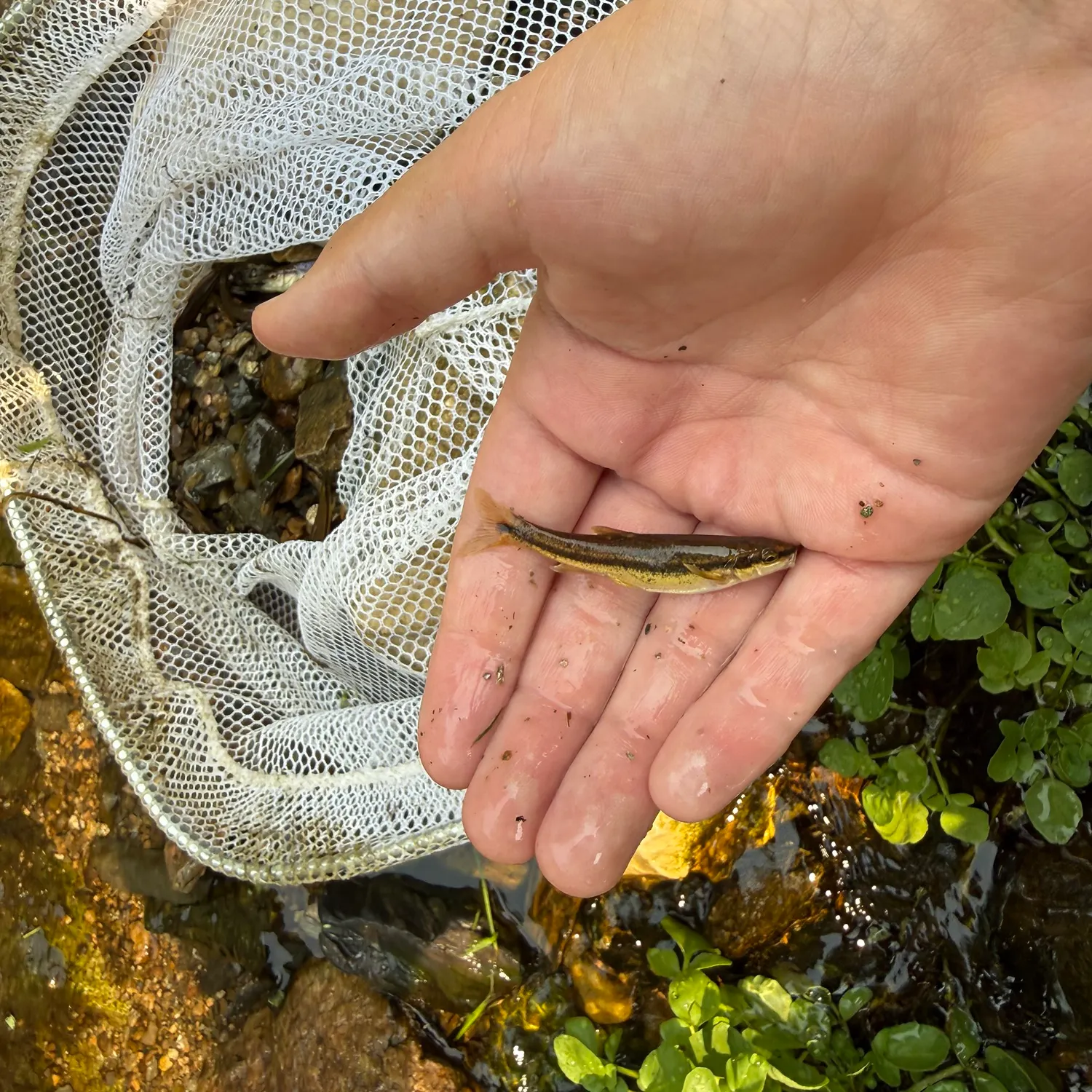 The most recent Eastern blacknose dace catches on Fishbrain