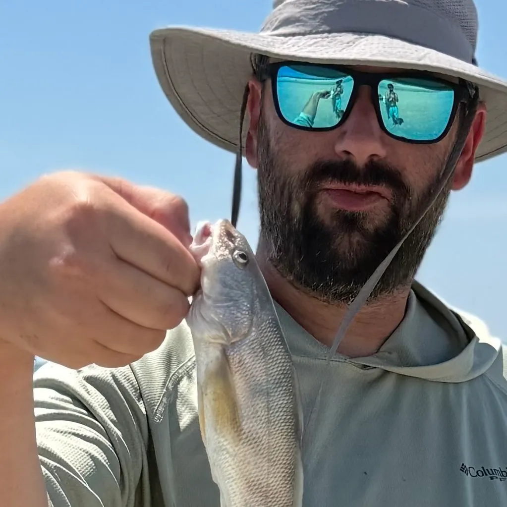 The most recent Southern kingcroaker catches on Fishbrain
