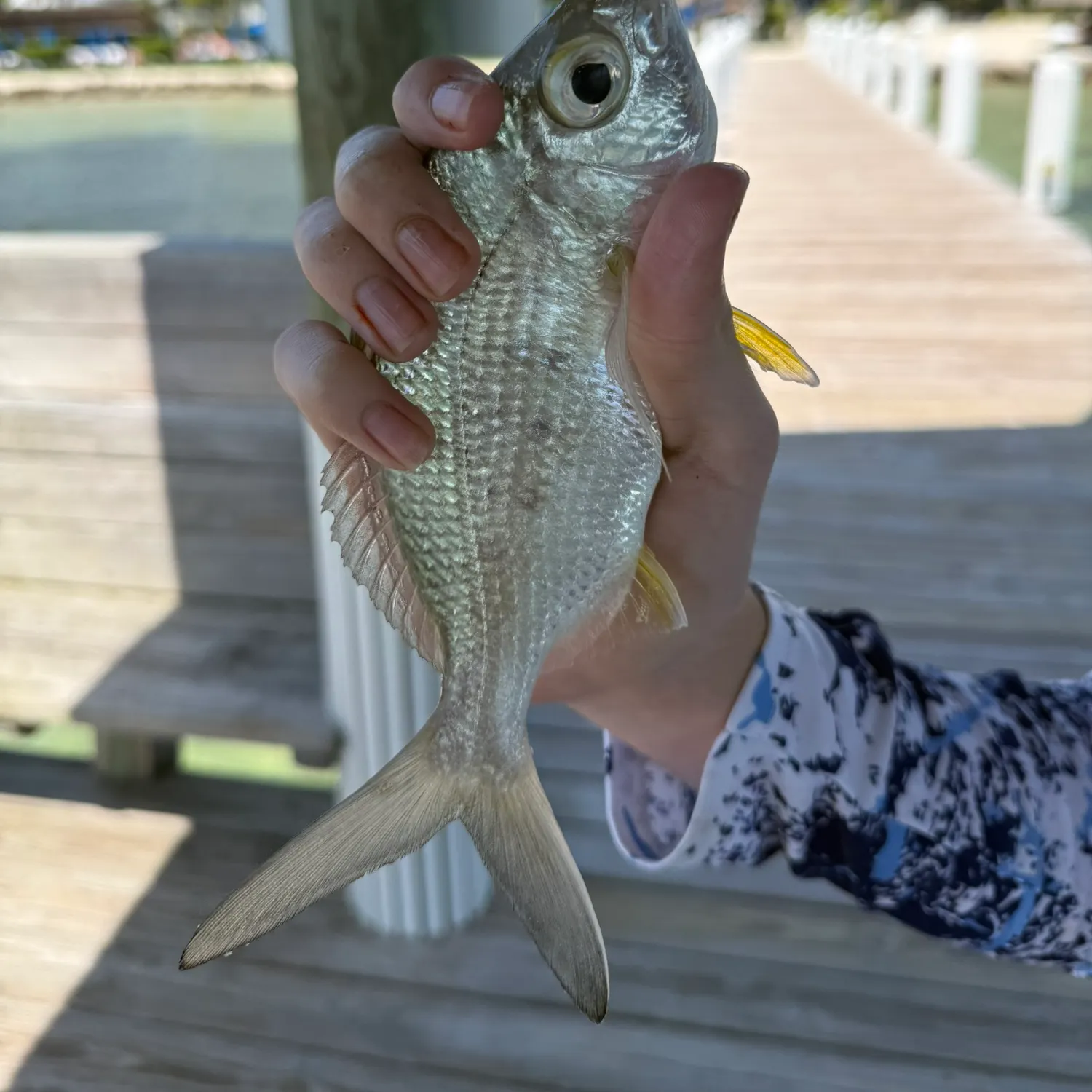 The most recent Silver jenny catches on Fishbrain