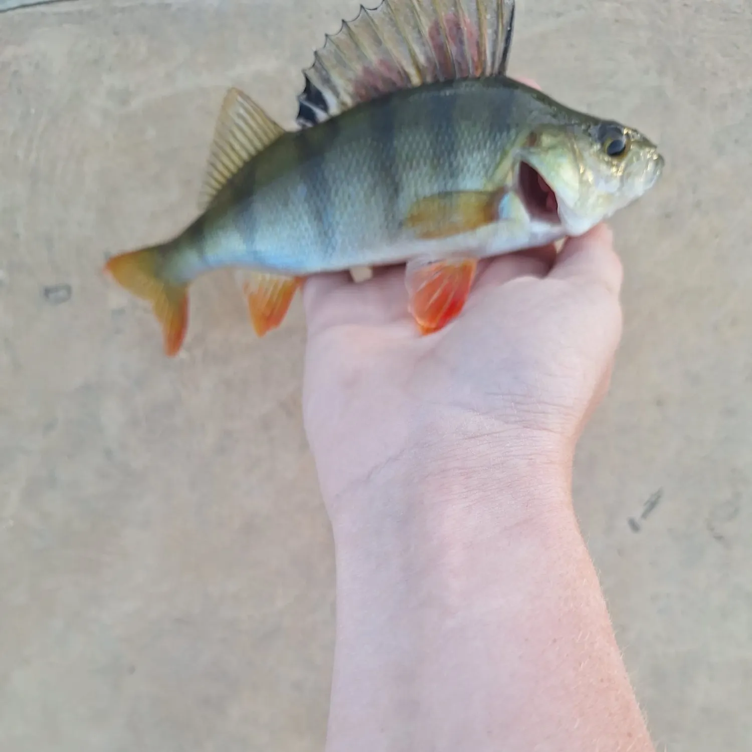 The most recent European perch catches on Fishbrain