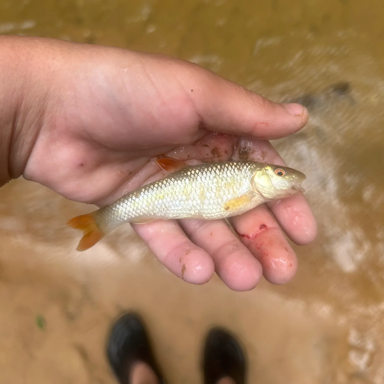 The most recent Redtail chub catches on Fishbrain