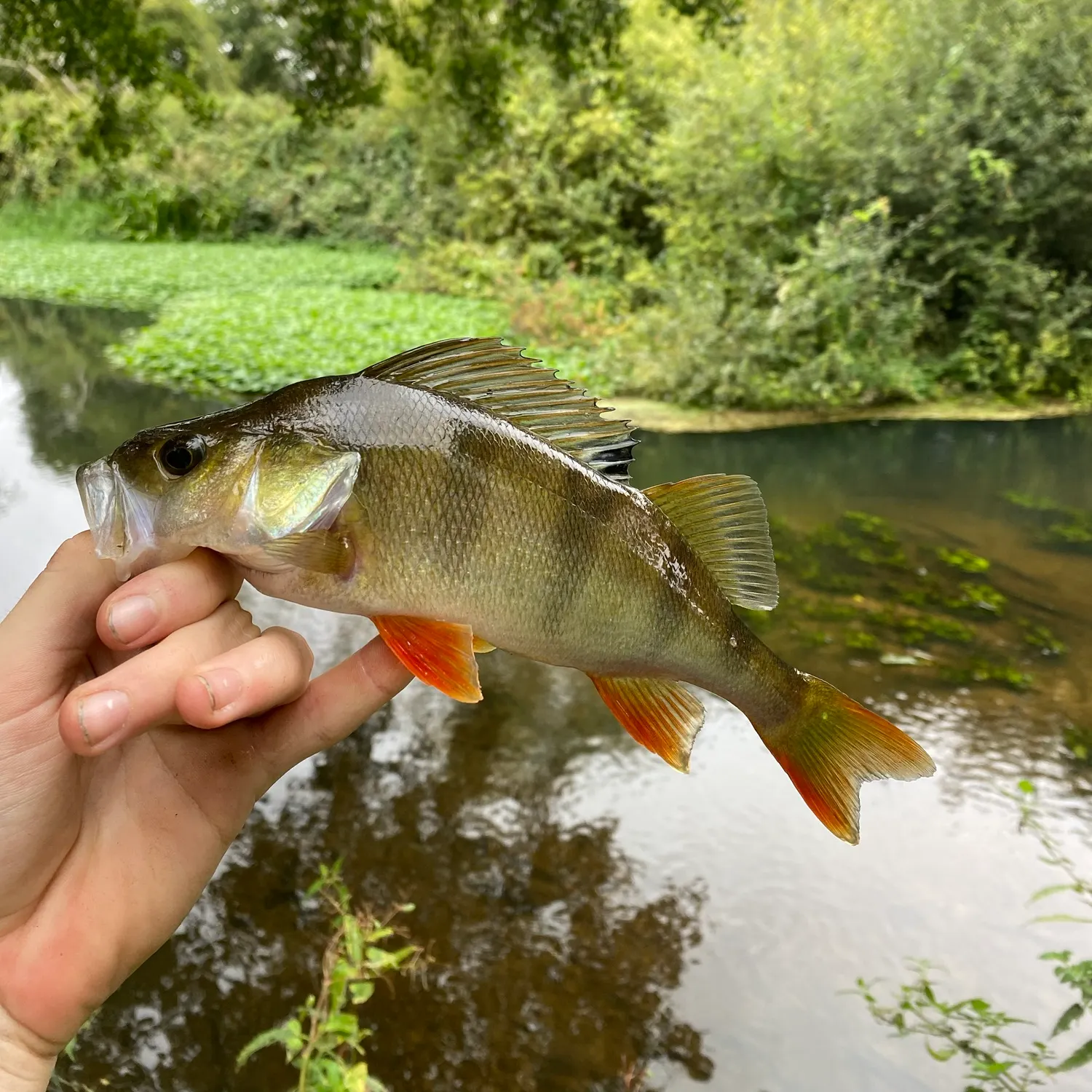 European perch caught on Fishbrain
