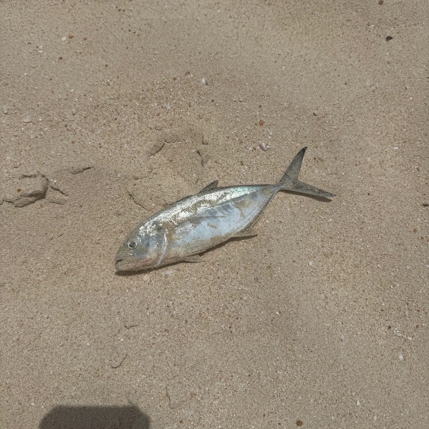 Blue runner caught on Fishbrain