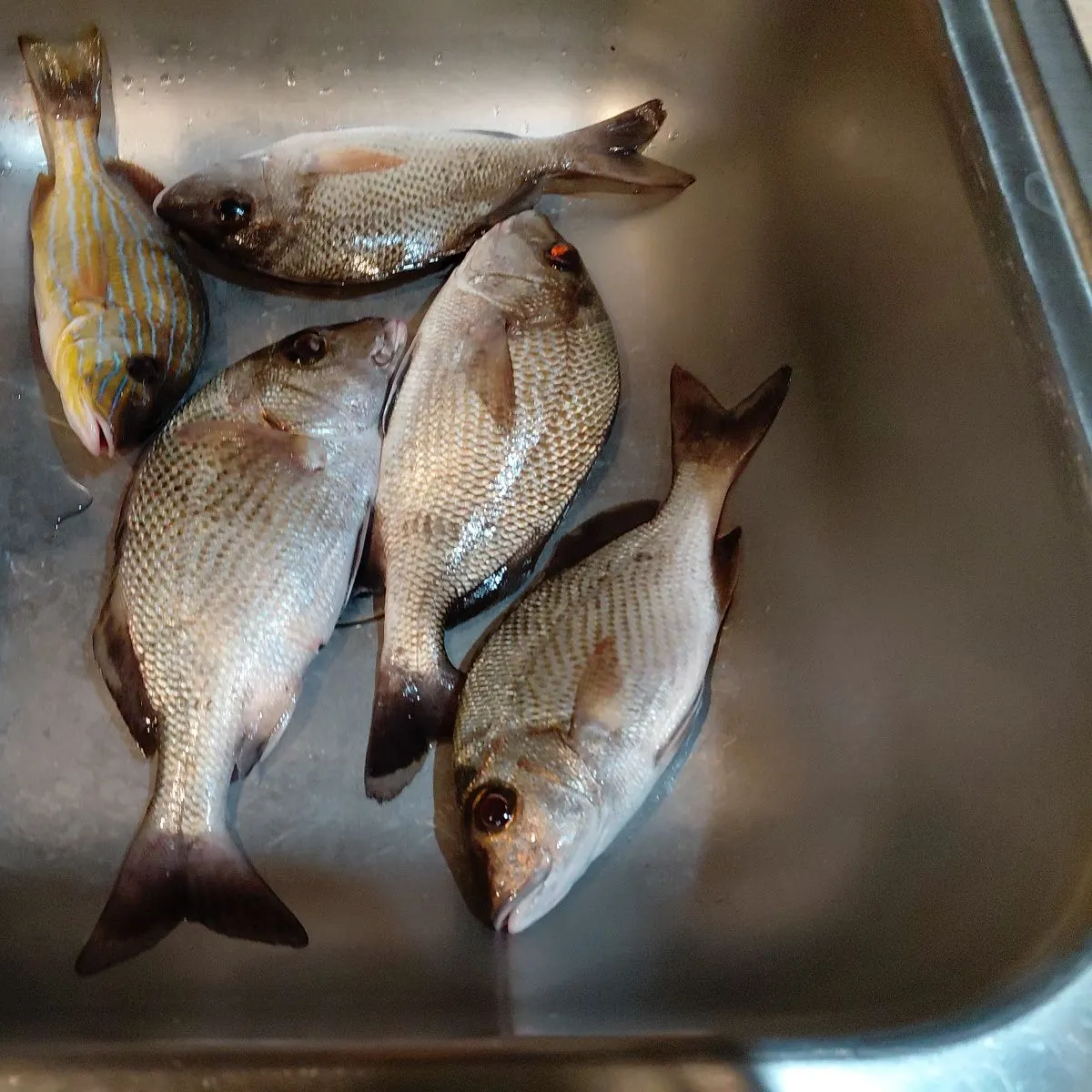 The most recent Tomtate grunt catches on Fishbrain