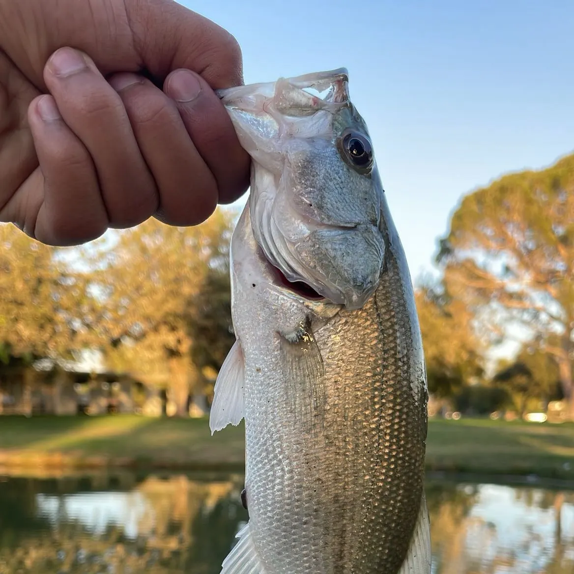 The most recent Smallmouth bass catches on Fishbrain